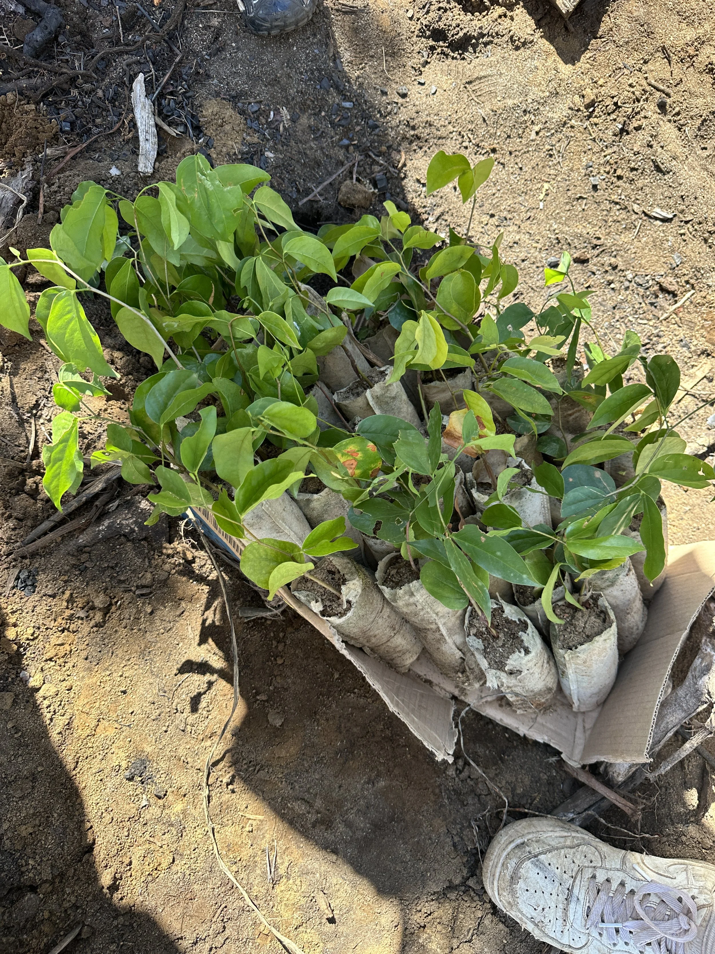 Saplings ready to be planted around the watershed