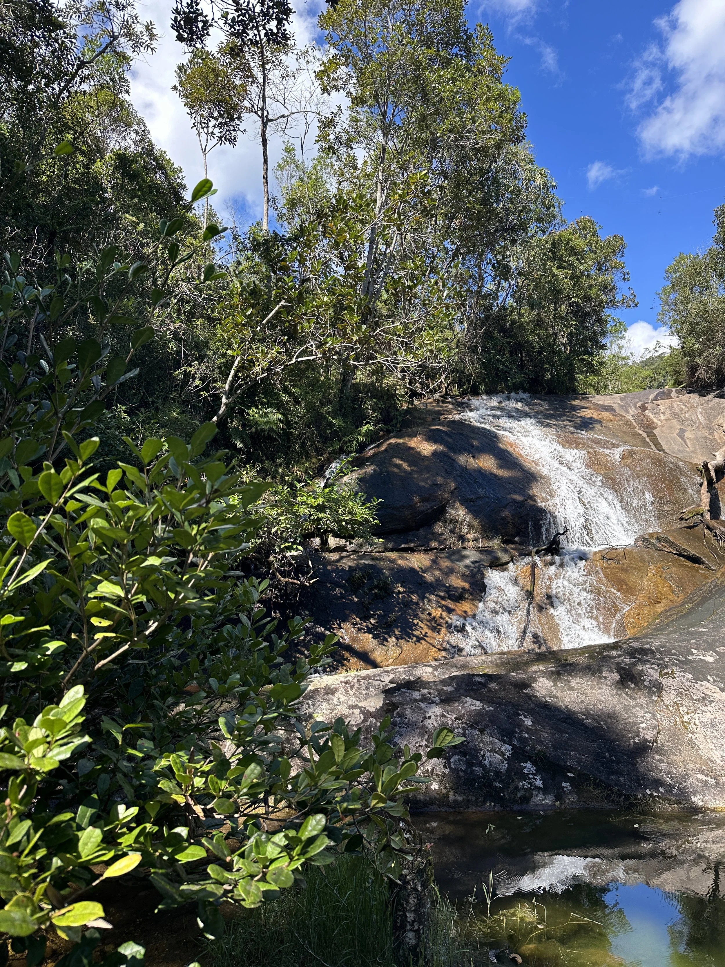 The precious forest we are working hard to protect and regenerate