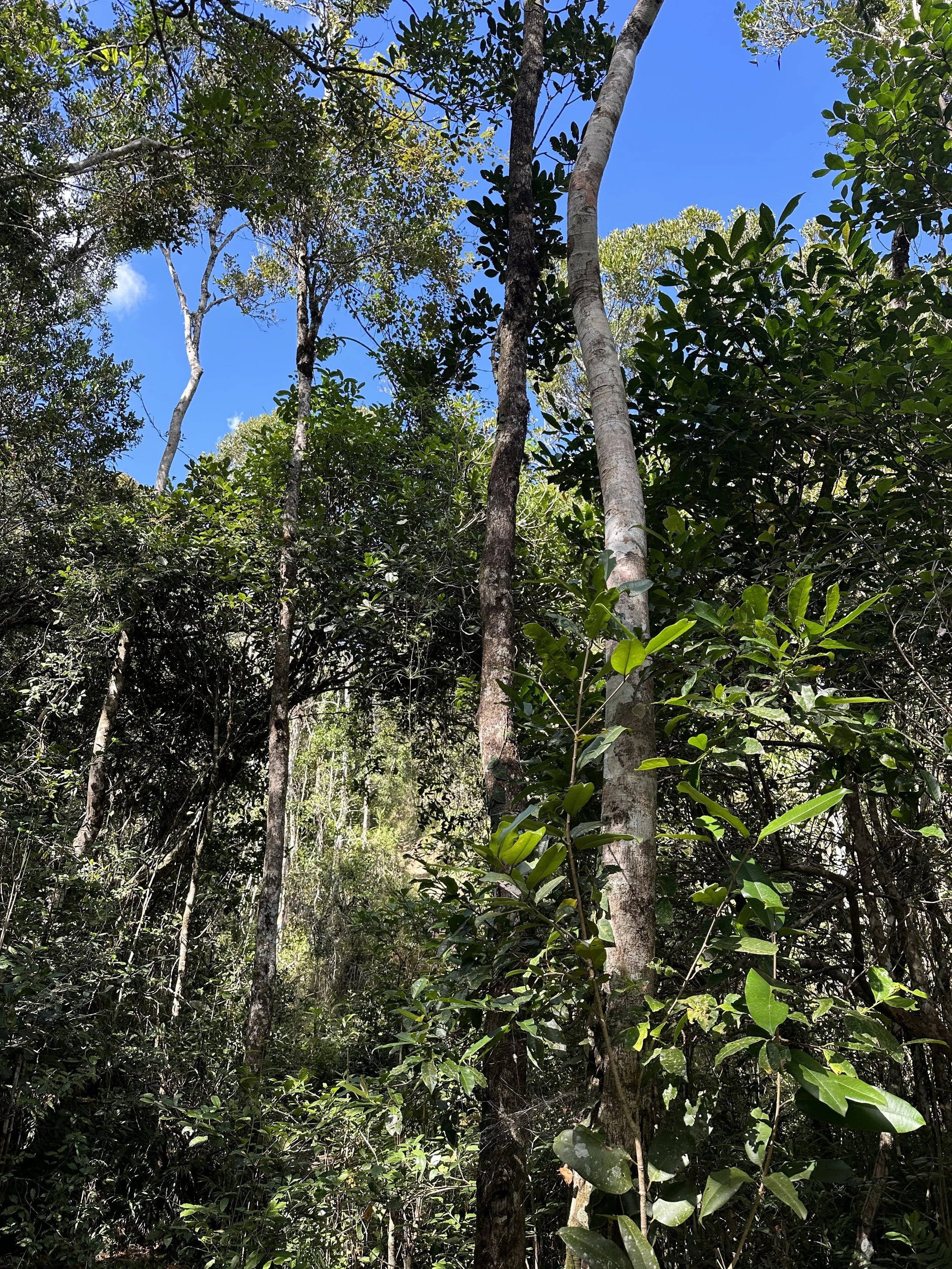 The precious forest we are working hard to protect and regenerate