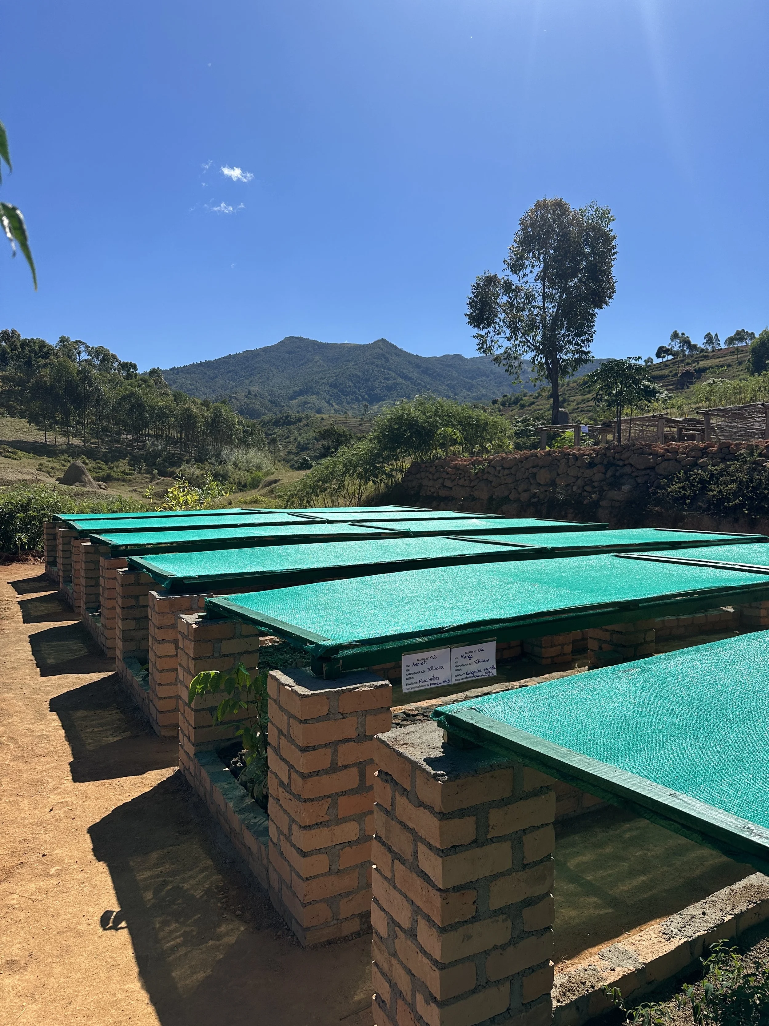 Our TreeMad nursery in Ambatolahy