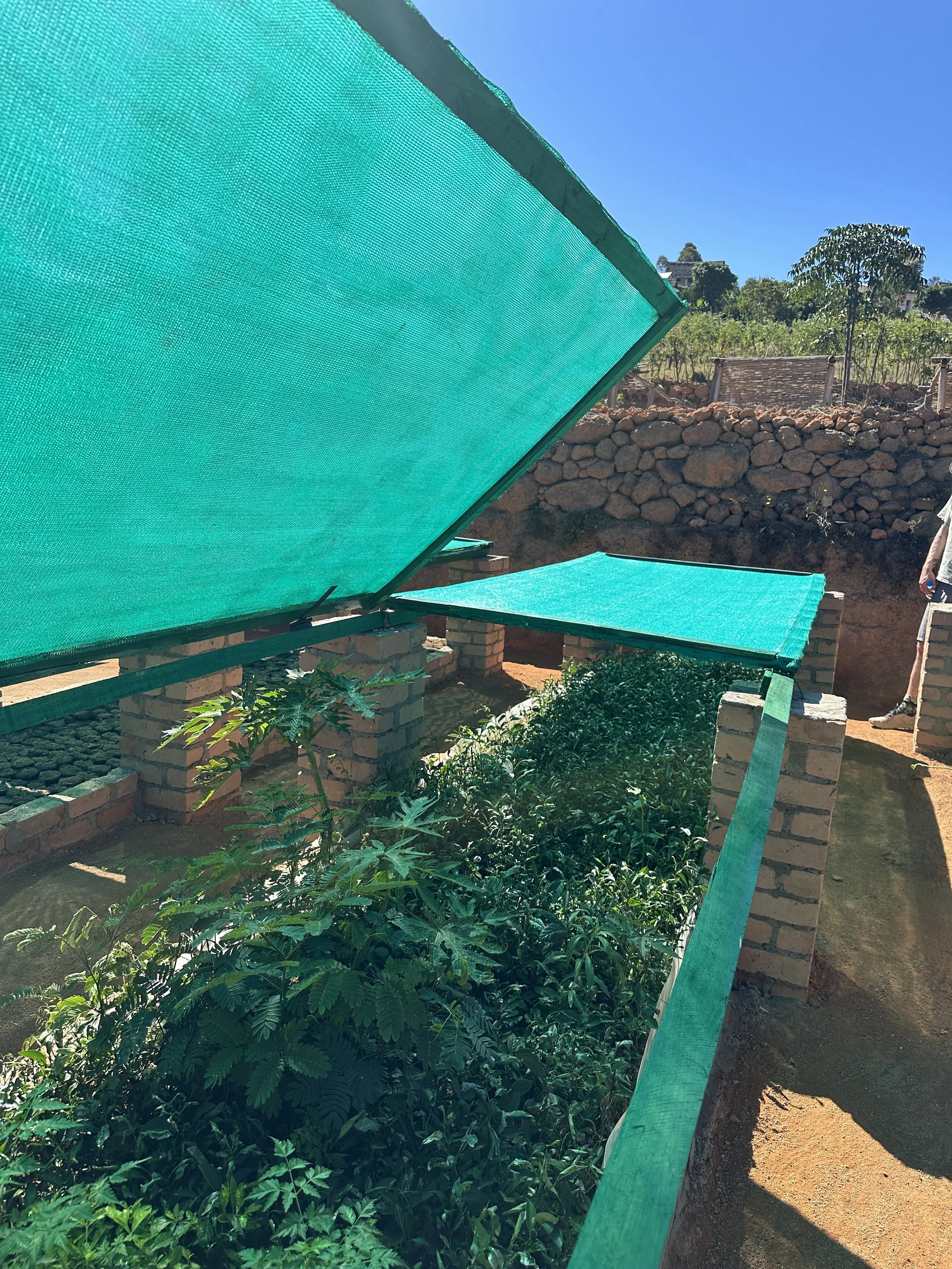 Saplings growing strong at Ambatolahy tree nursery