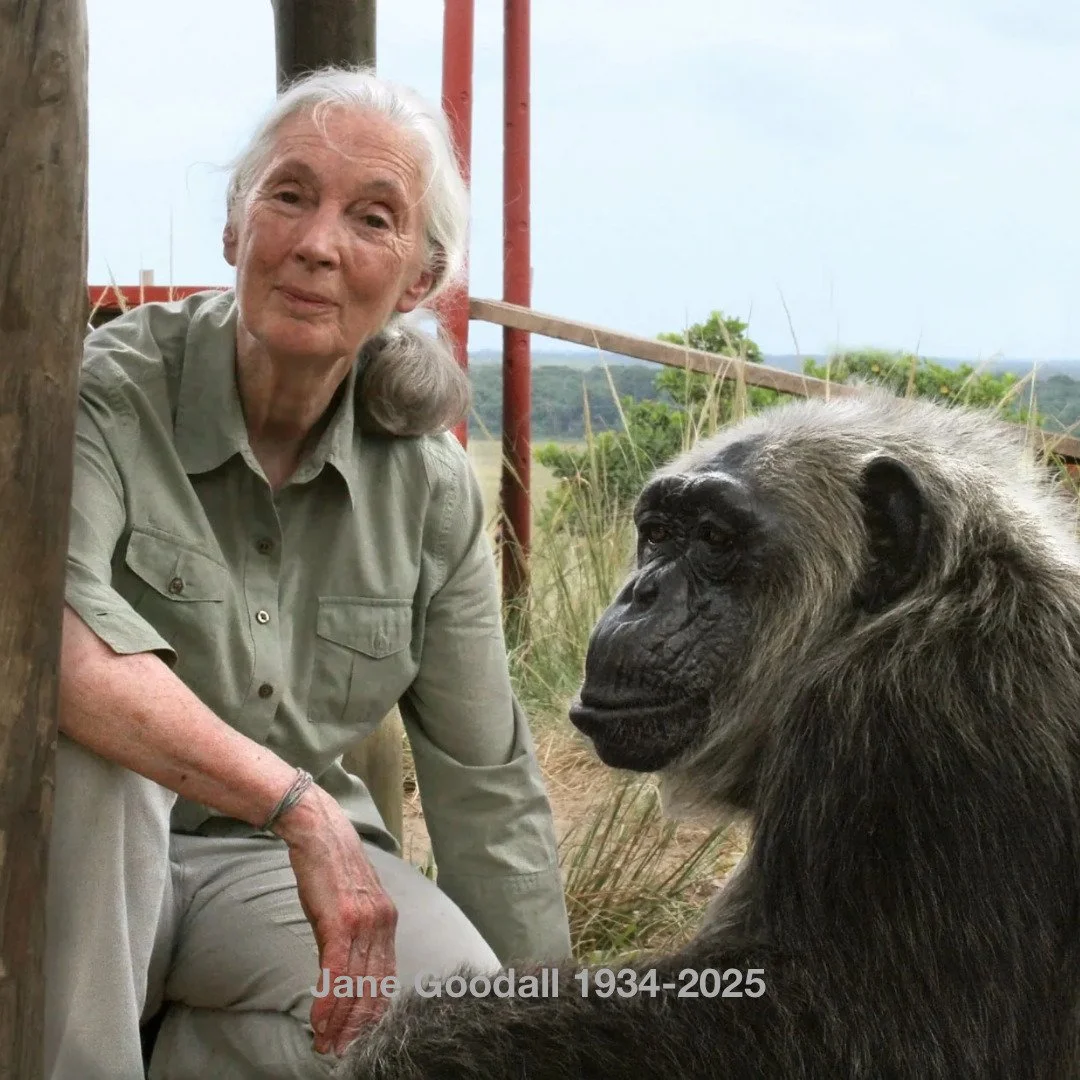 Ze luisterde waar anderen zwegen. 
Ze bleef waar anderen vertrokken. 

Jane Goodall (1934&ndash;2025). 

#WatBlijft #Boek2026 #Resonantie #Literatuur #Thriller #JaneGoodall #legacy #Erfenis #Herinnering #Natuur