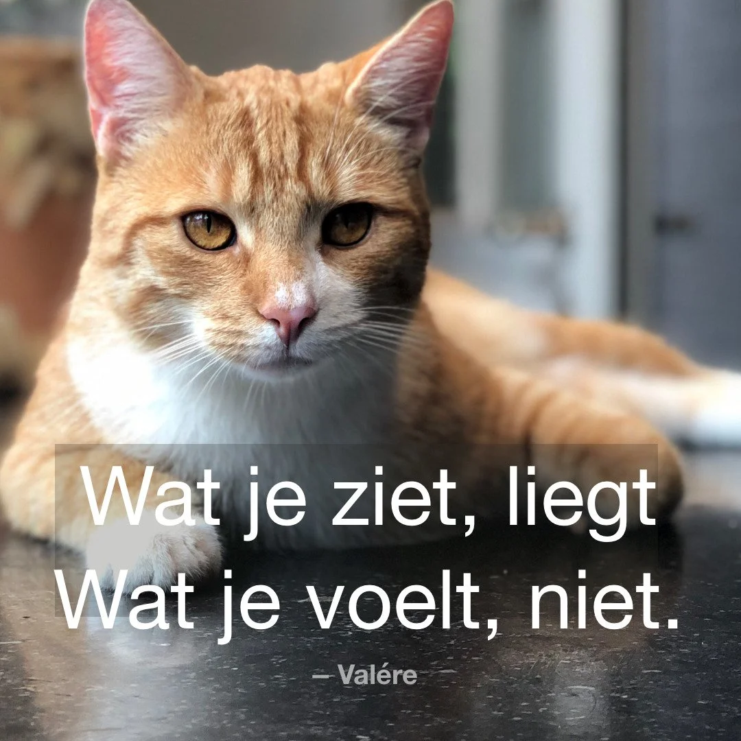 👁 Wat misleidt, is zichtbaar.
❤️ Wat blijft, is voelbaar.

#WatBlijft #Boek2026 #Resonantie #Literatuur #Thrille