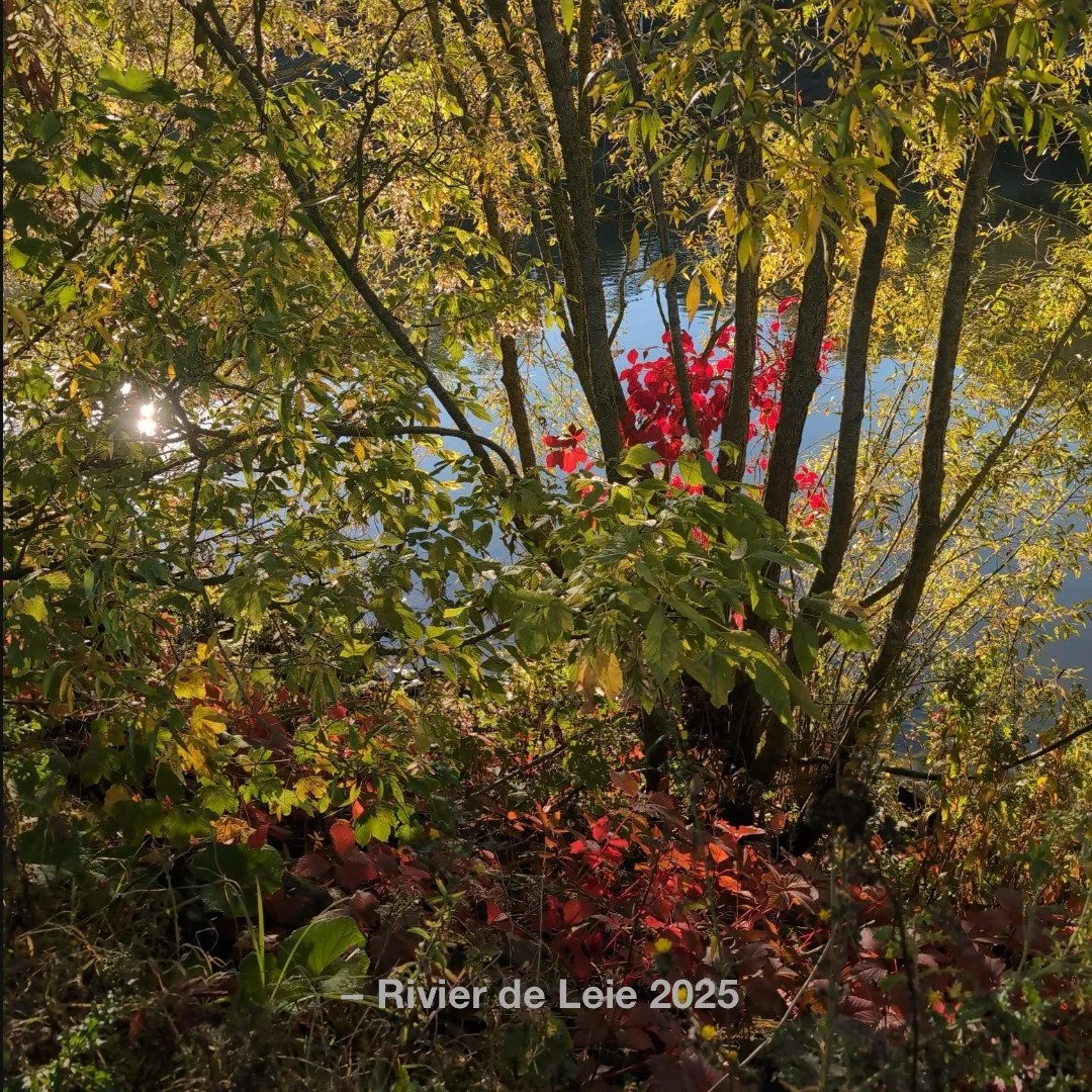 De Leie bewaart wat het water vergeet. 
Niets verdwijnt, het verandert van stroom.

#WatBlijft #Boek2026 #Resonantie #Literatuur #Thriller #Leie #Herfstlicht