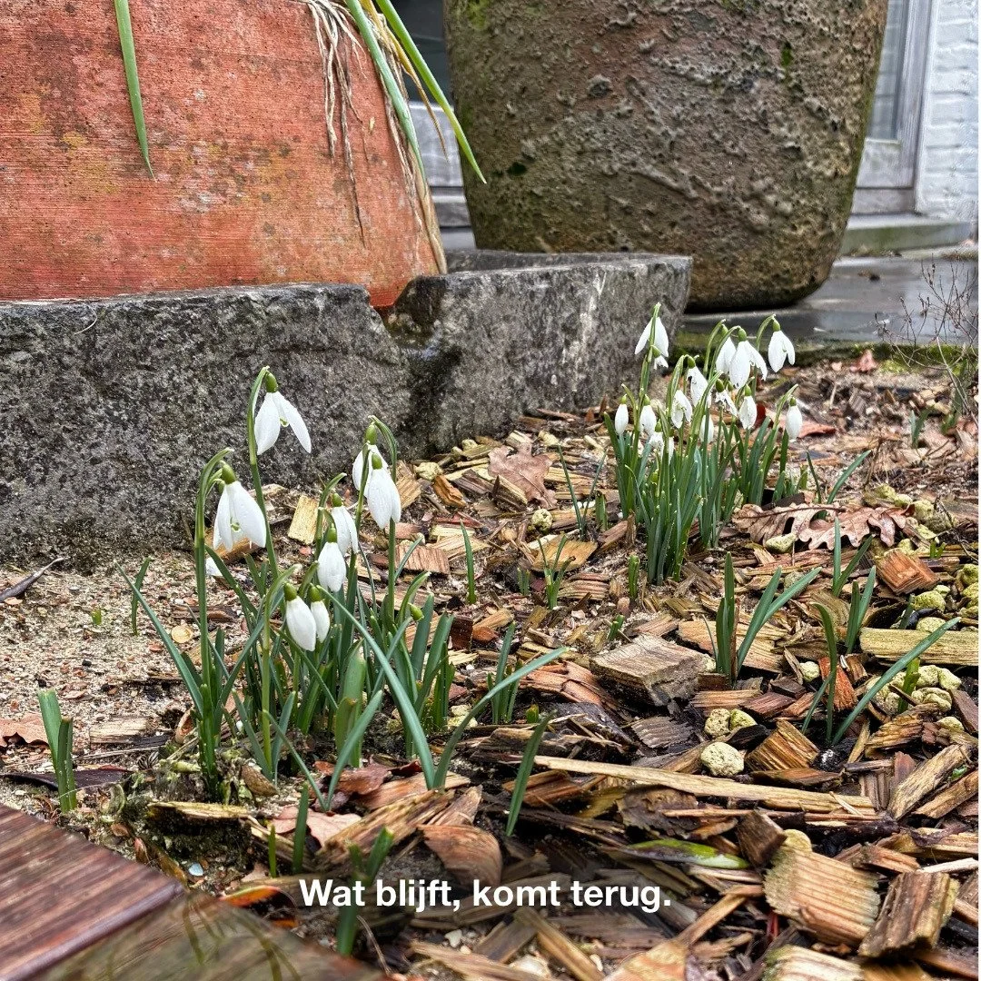 Ze komen elk jaar
bijna exact op hetzelfde moment boven.

Niet omdat iemand ze roept.
Niet omdat het tijd lijkt.

Maar omdat het tijd &iacute;s.

#WatBlijft #Boek2026 #Resonantie #Literatuur