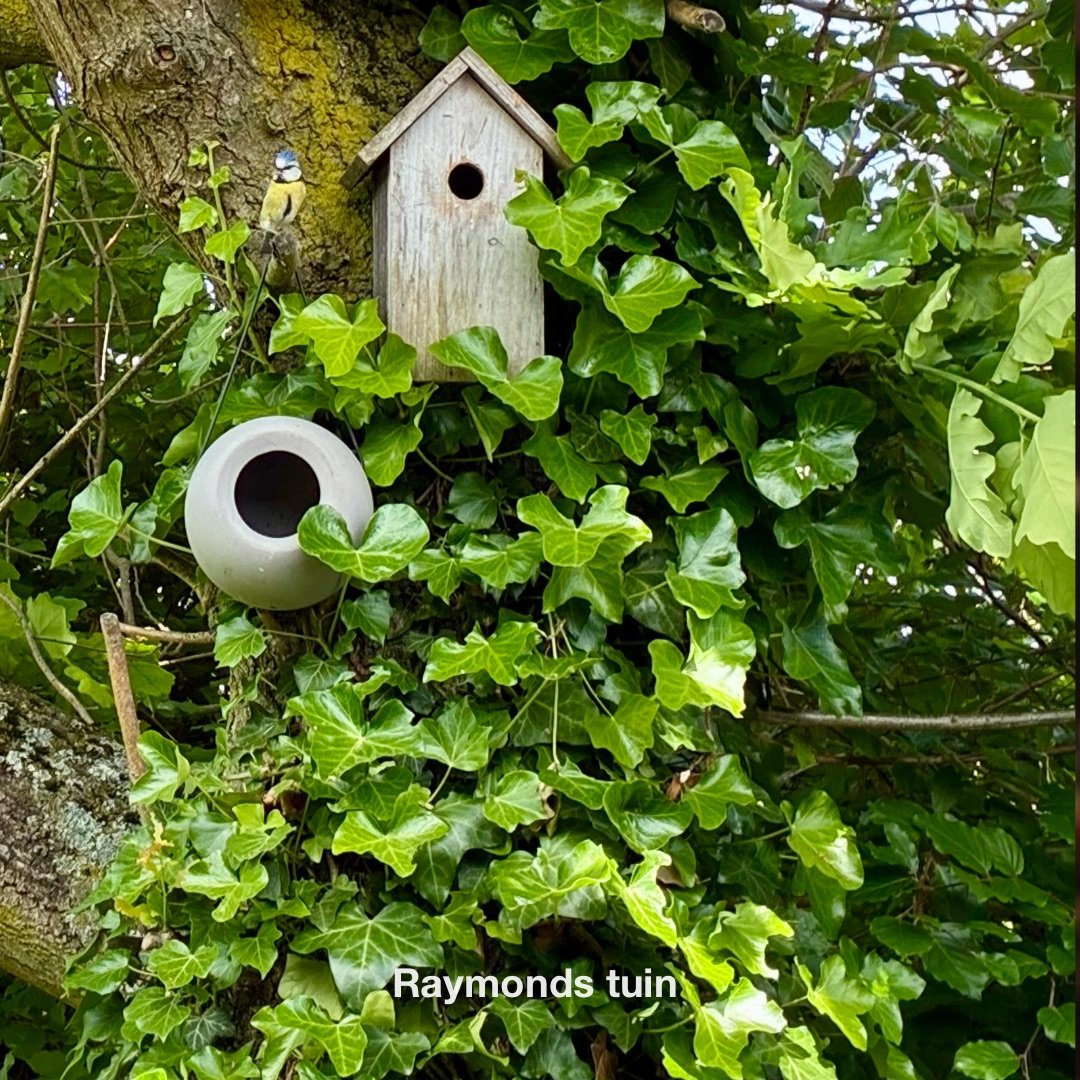 De zomereik gaf vorige zomer meer eikels dan anders.

Na de zomer hing Raymond er een huisje in.

Nu vliegen de mezen af en aan, met voedsel voor jongen die niemand ziet.

Bladeren, hout, een opening.

Binnenin wordt geleefd.

Soms blijft iets niet a