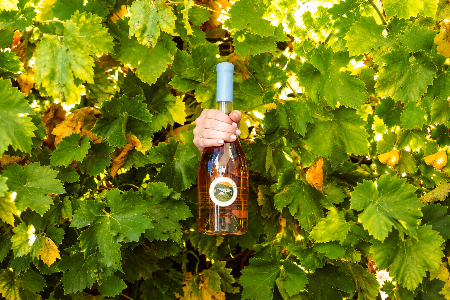 Rosé Bottle Amid Sunlit Vines.png
