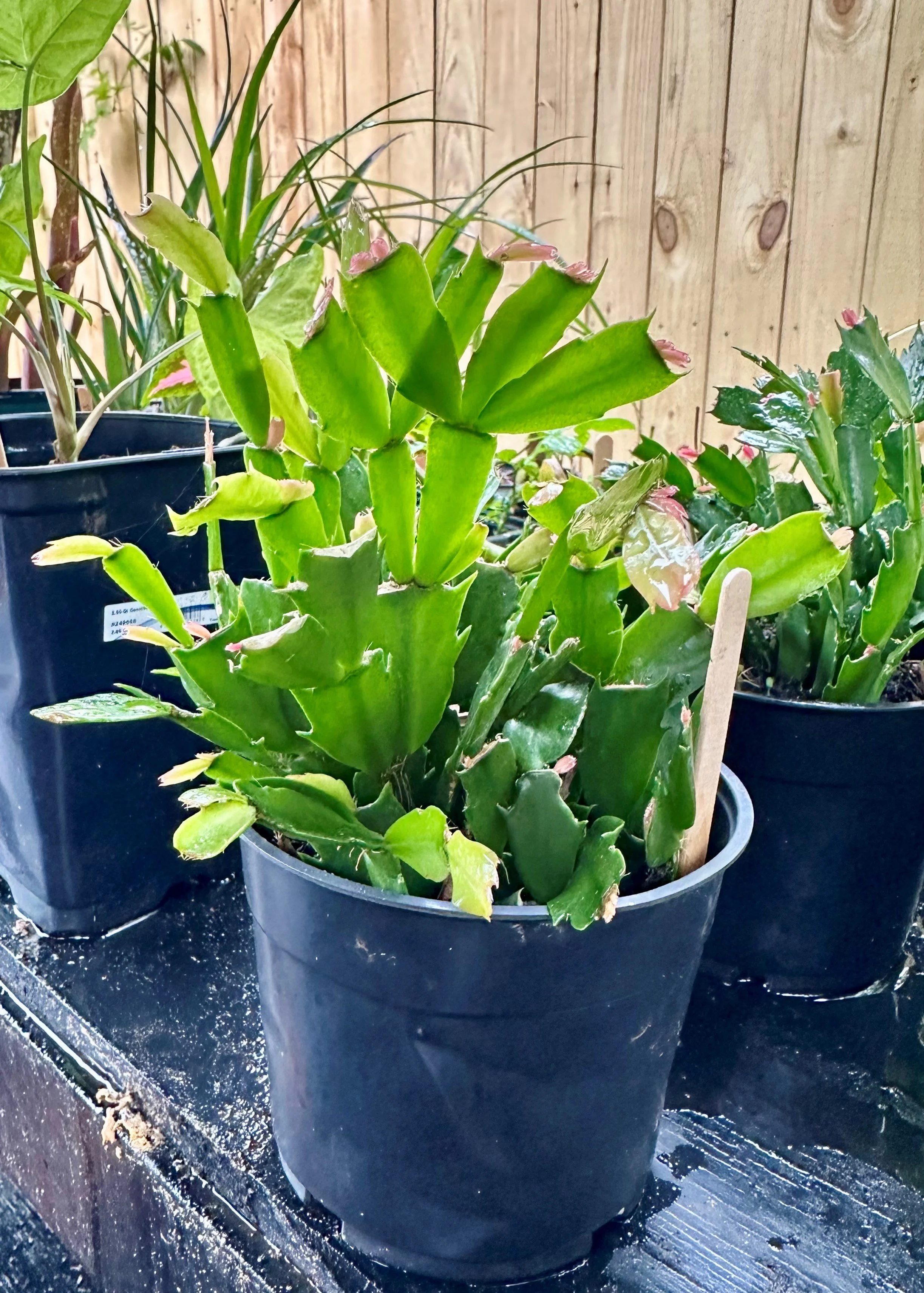 Thanksgiving Cactus