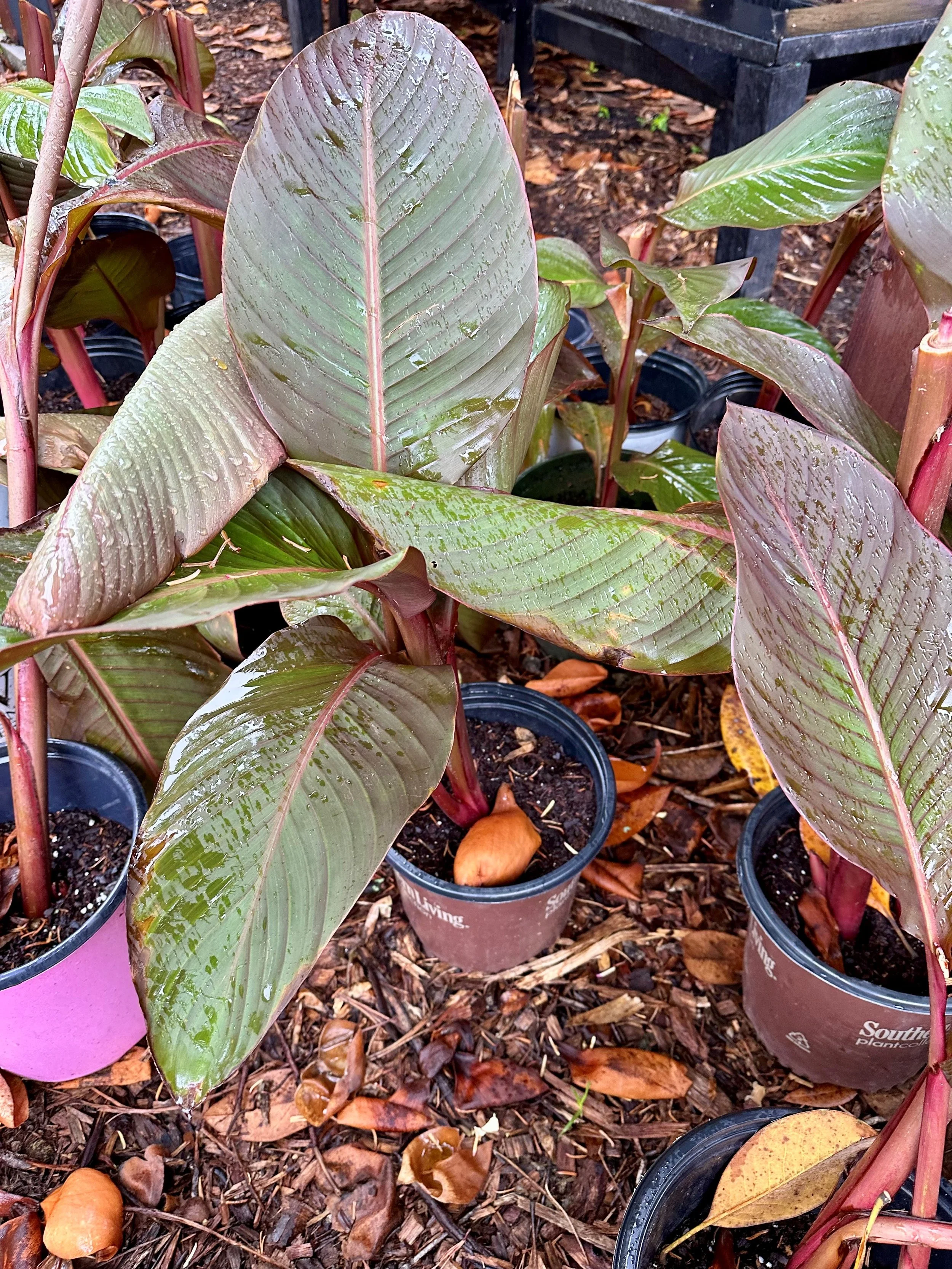 Canna Lily (Various Colors)