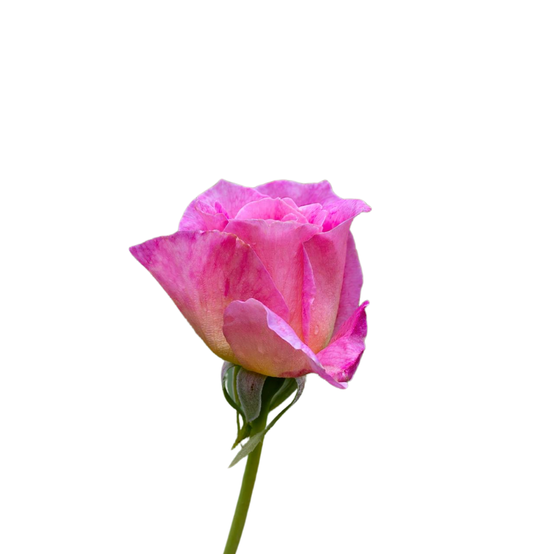 Rose Soothing.zip - 2.png