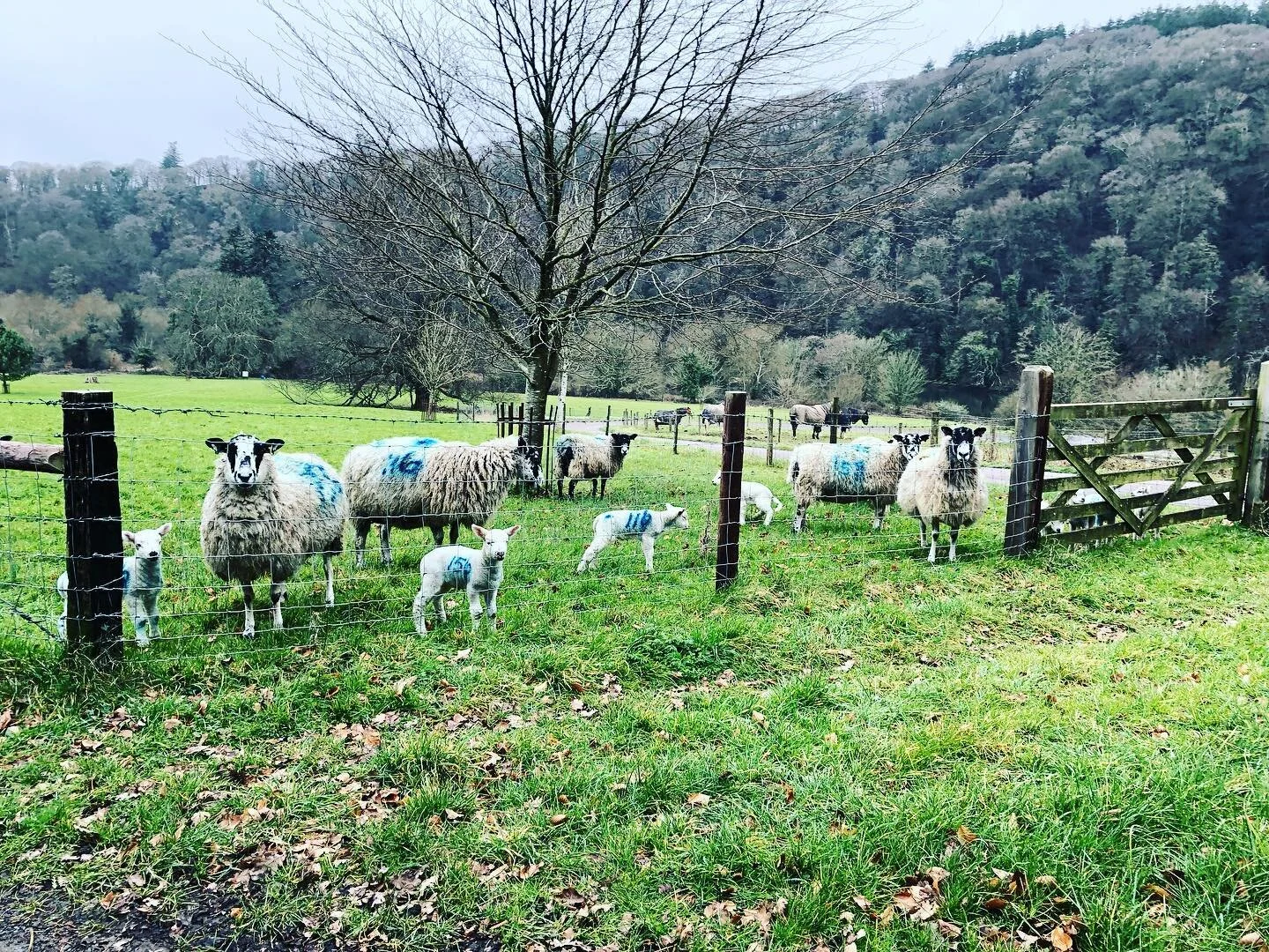Meet our neighbours π #lopwellbarn #lopwelldam #dartmoor #southwestisbest
