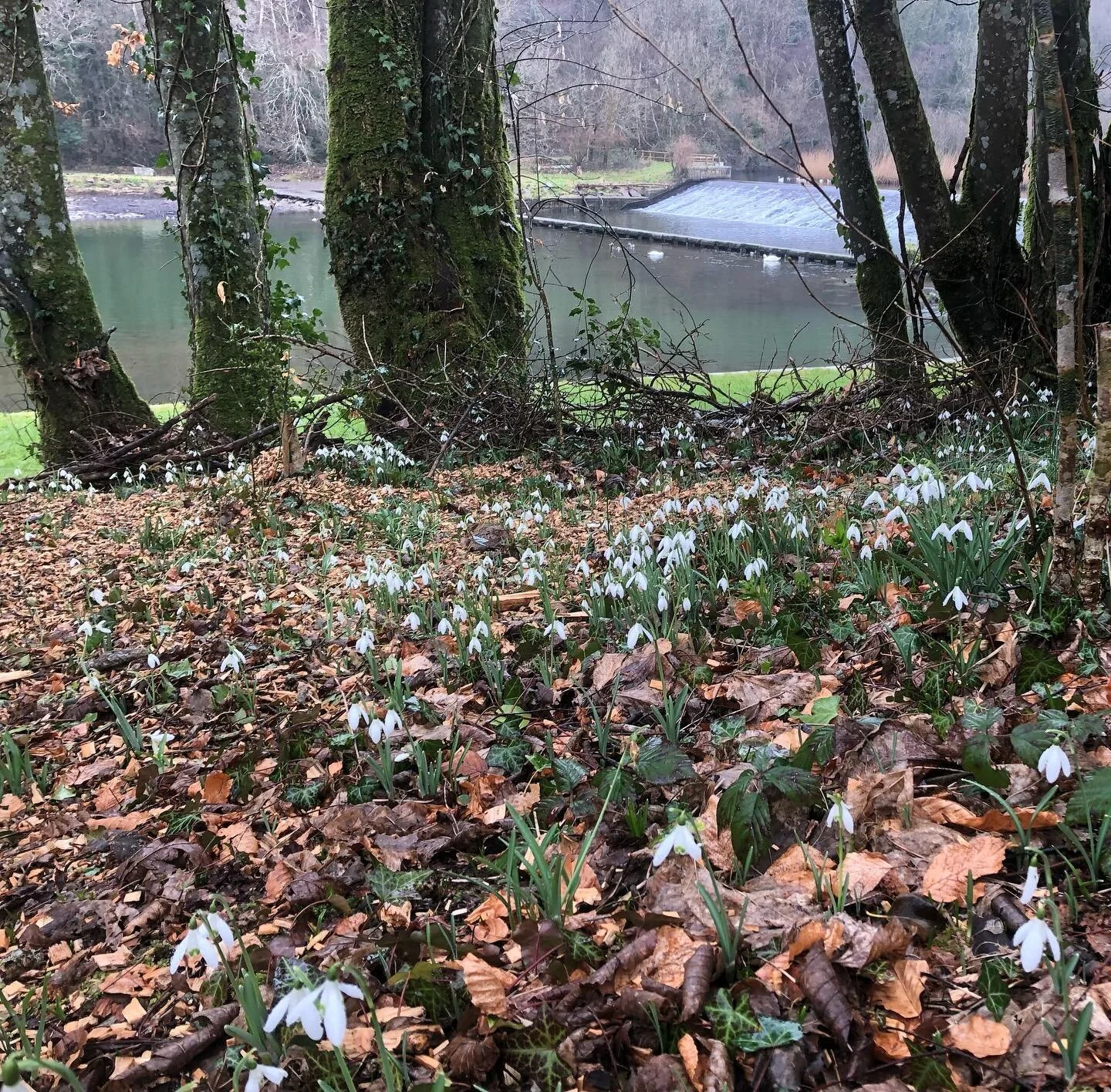 Spring is definitely springing π±
Tidying up the outside hammock area at the barn yesterday.