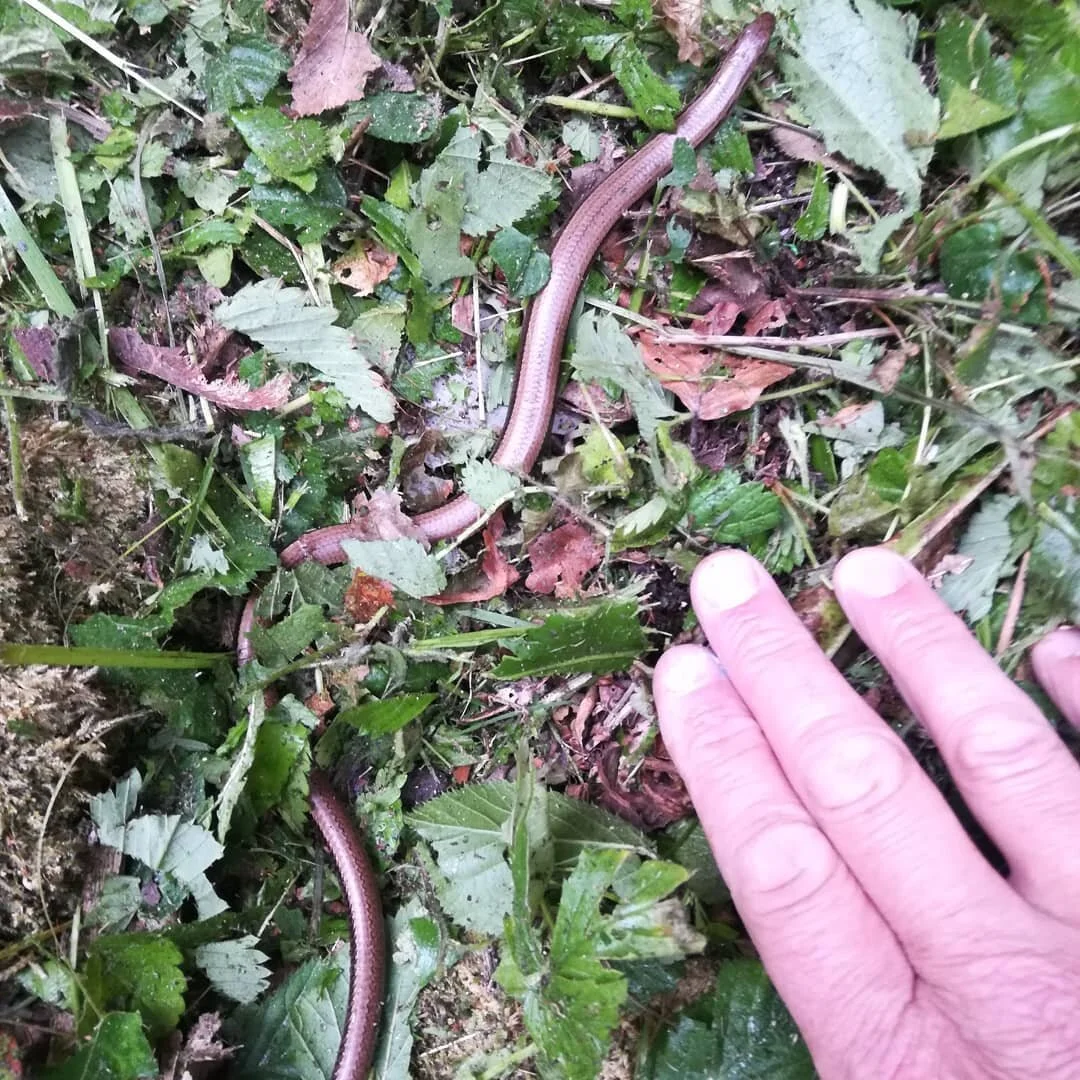 Saw this little fella the other day...
#slowworm #localwildlife #devonwildlife #lopwellbarn