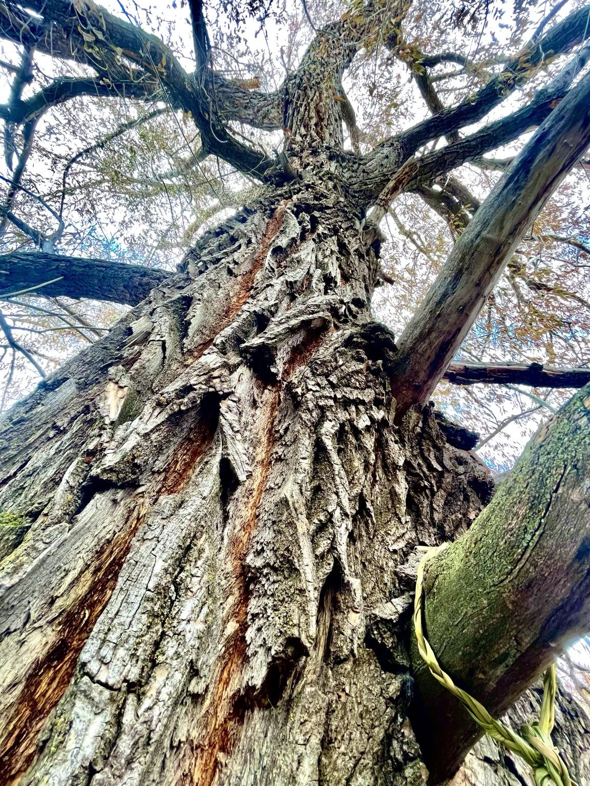View upward through the textured trunk and canopy of an old tree. in Bozeman, MT