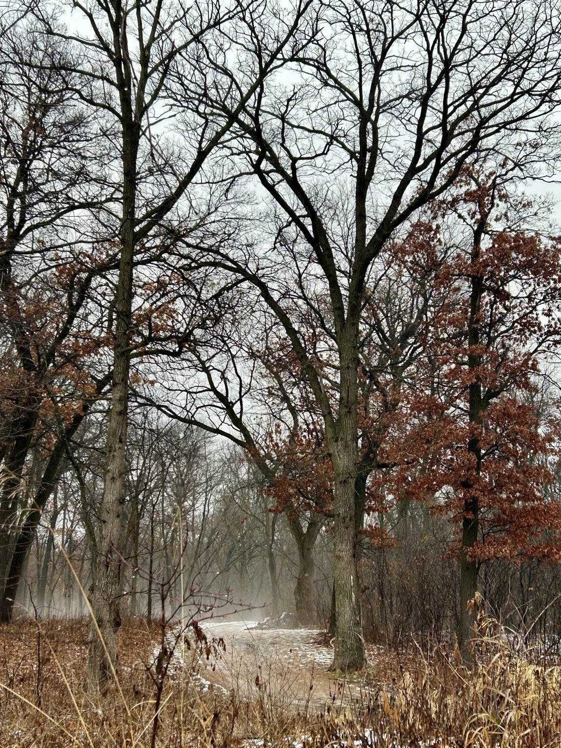 A winter scene in a forest with tall leafless trees and some trees with brown leaves, fog in the background, and snow on the ground.