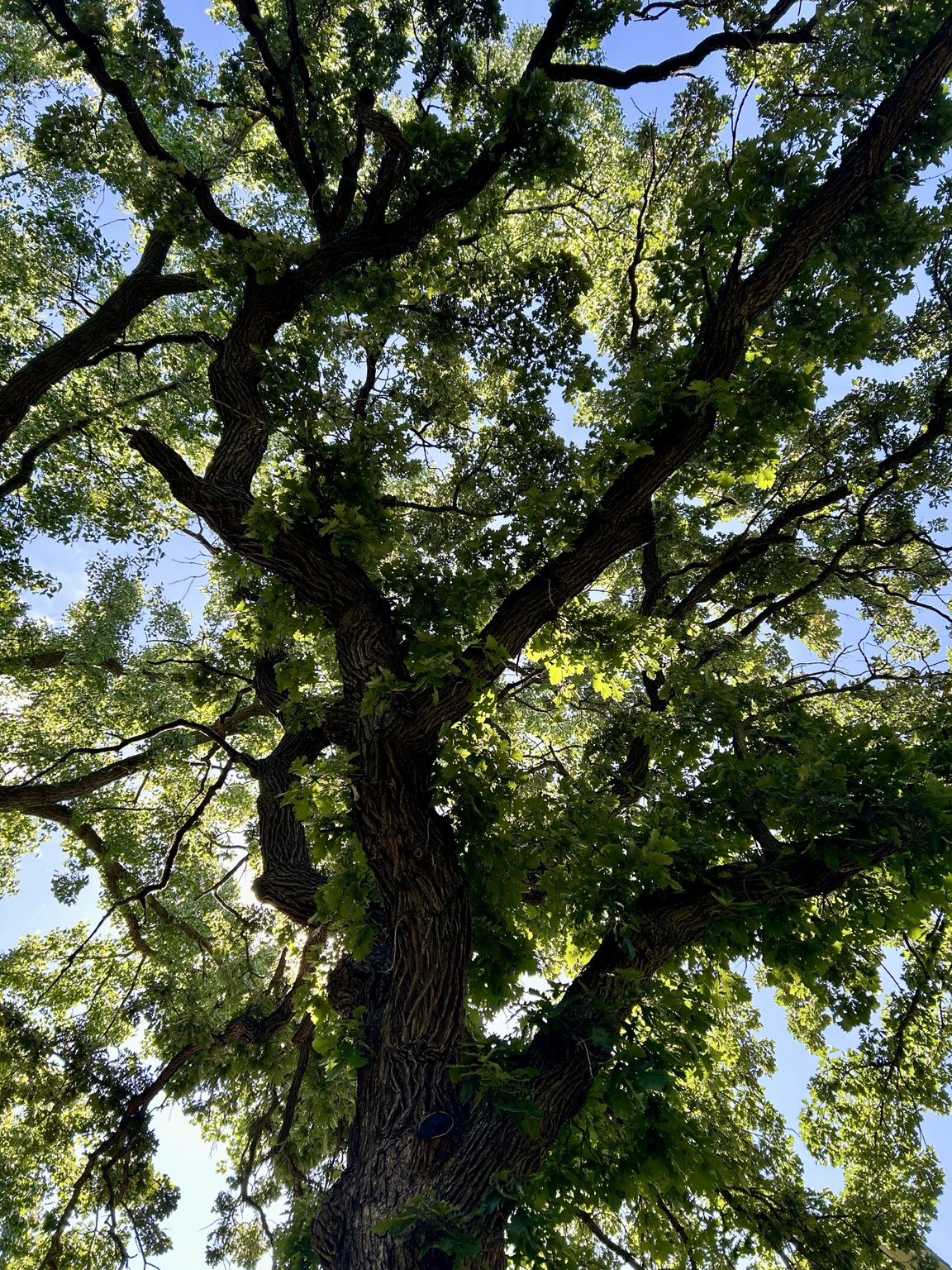 Sunlight filtering through the canopy of an old oak tree.