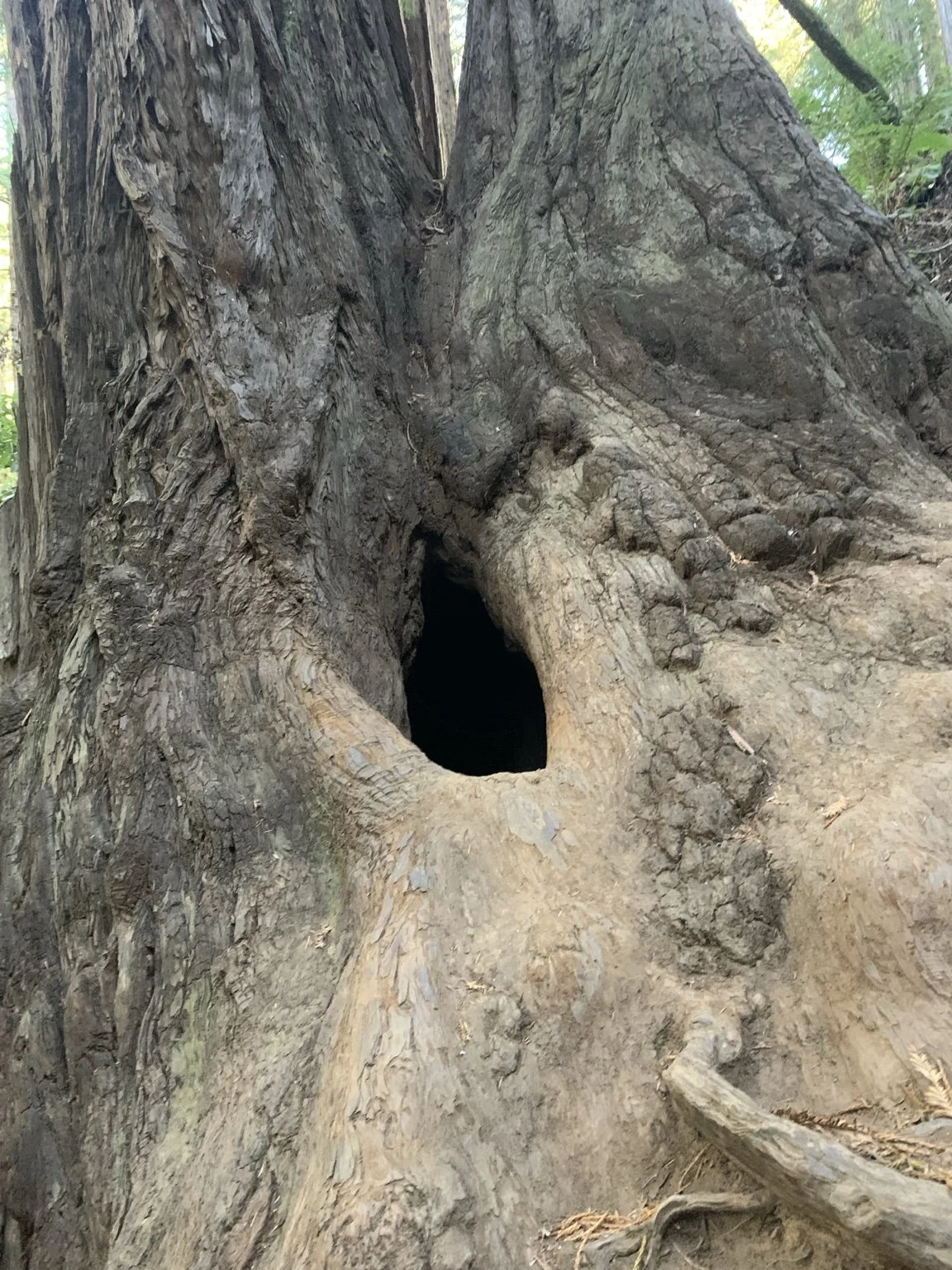 Close view of a natural hollow at the base of an ancient redwood tree.