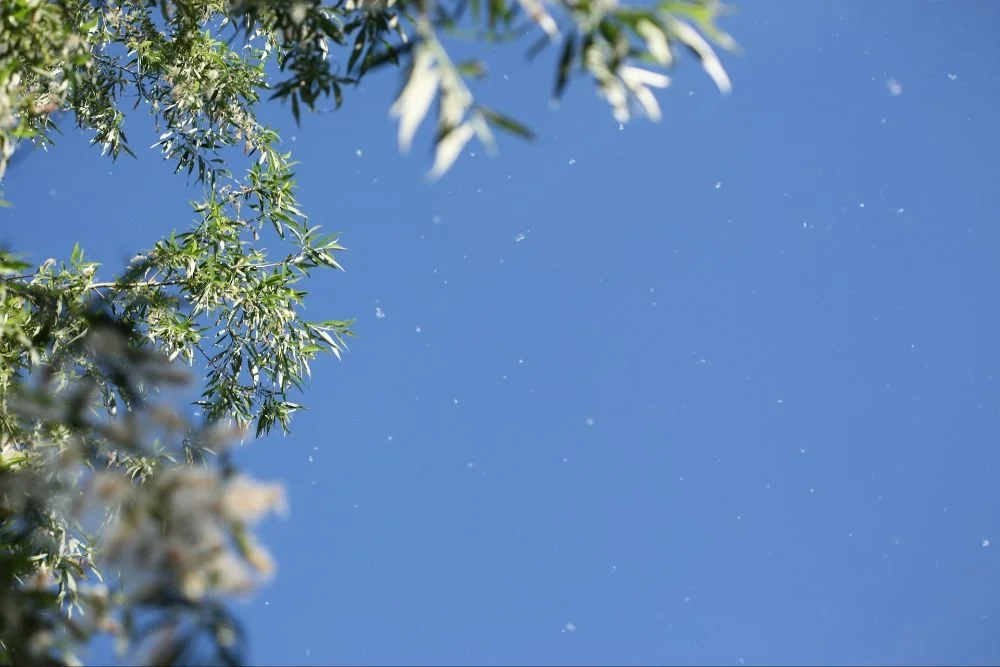 Homeopathy With Kate - July 2026 Newsletter