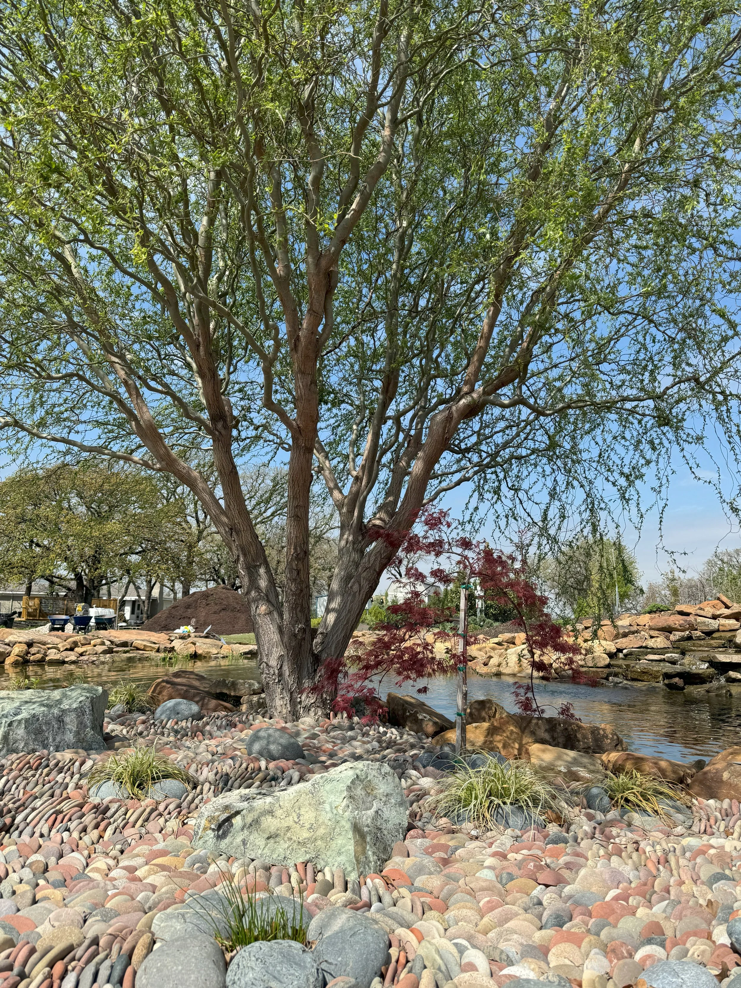 Pond Willow Tree & Swirls.jpg