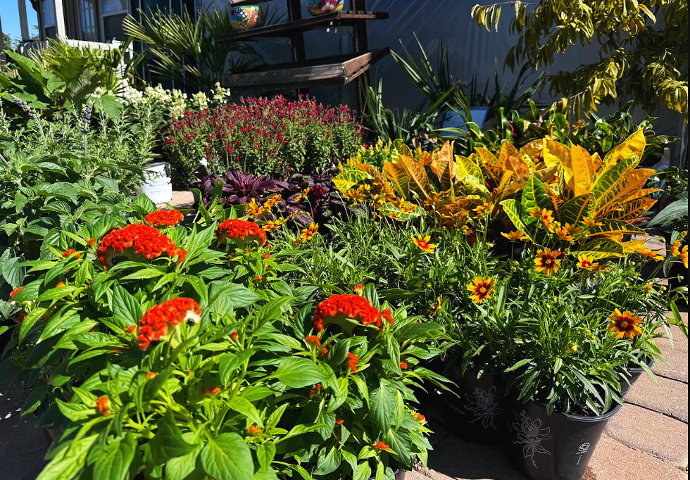 Our Plants