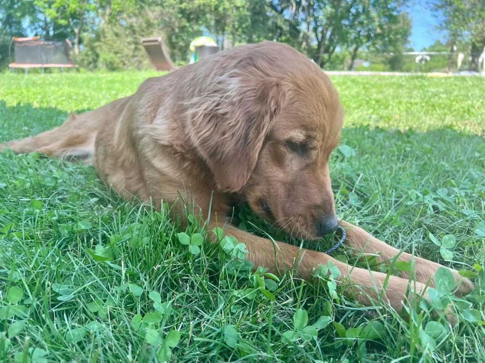 General 1 — Mountain View Kennels Luxury Dog Hotel