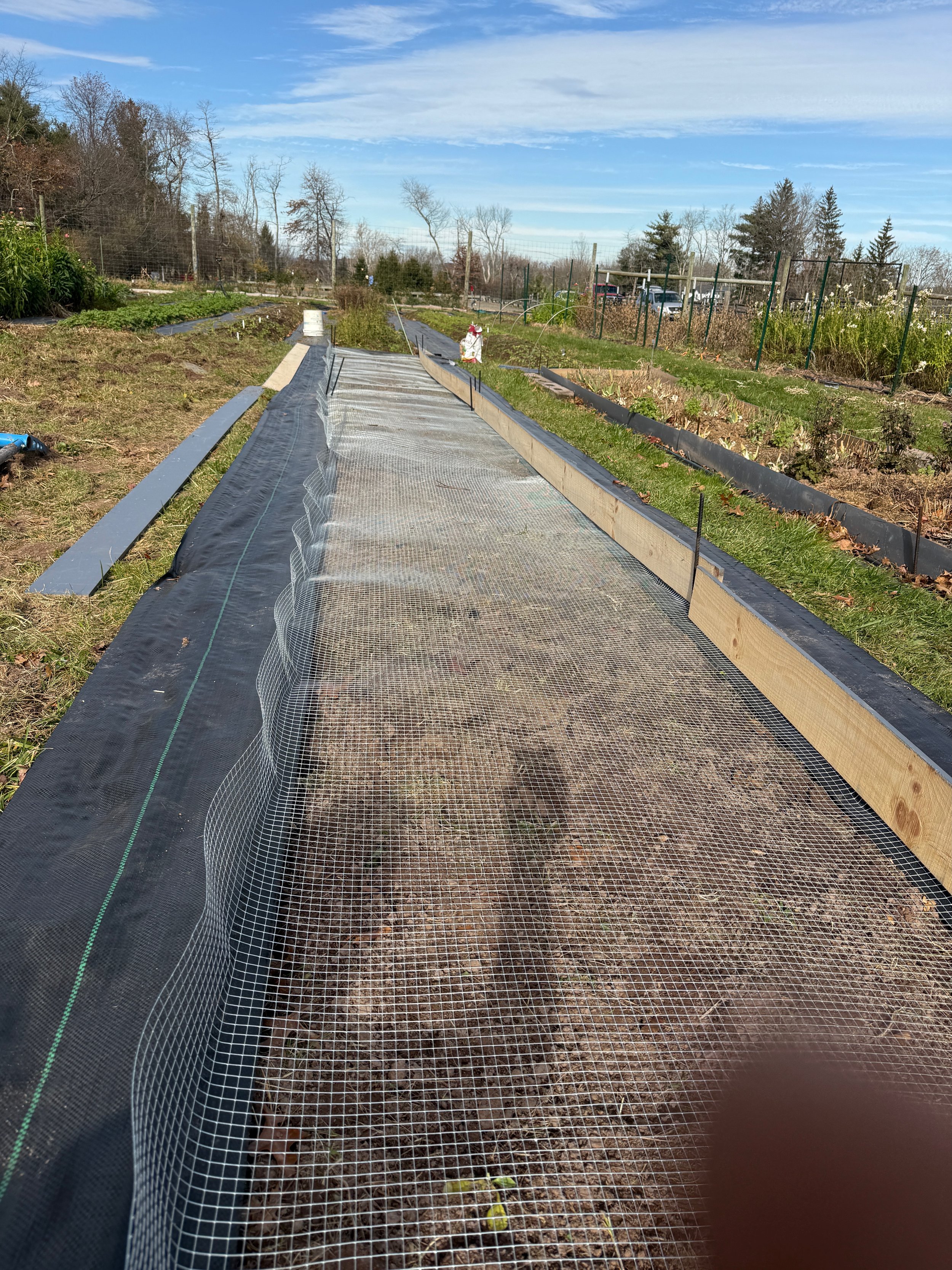 Tulip bed with hardware cloth to keep out the voles