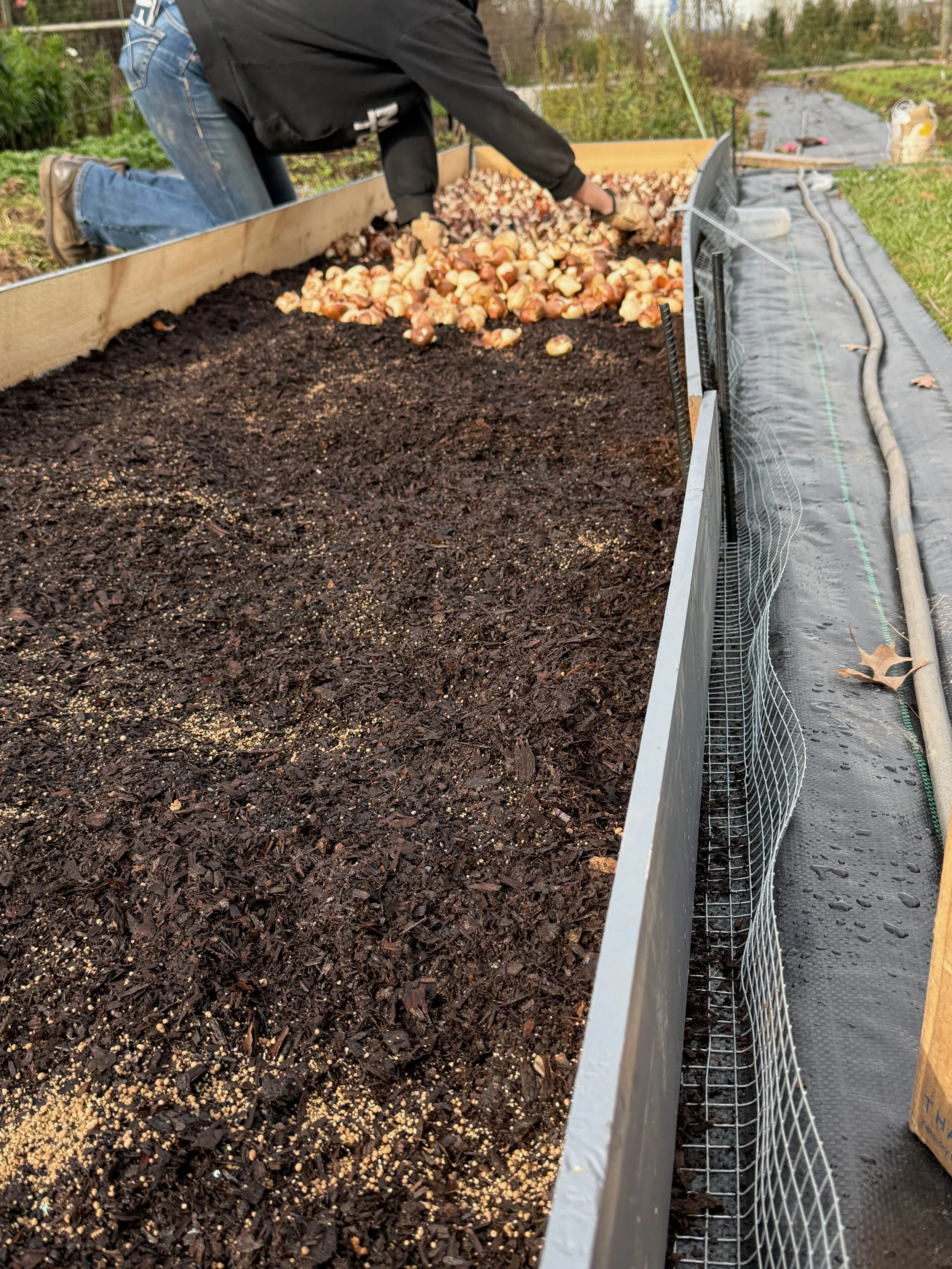 Planting tulips "egg-crate" style