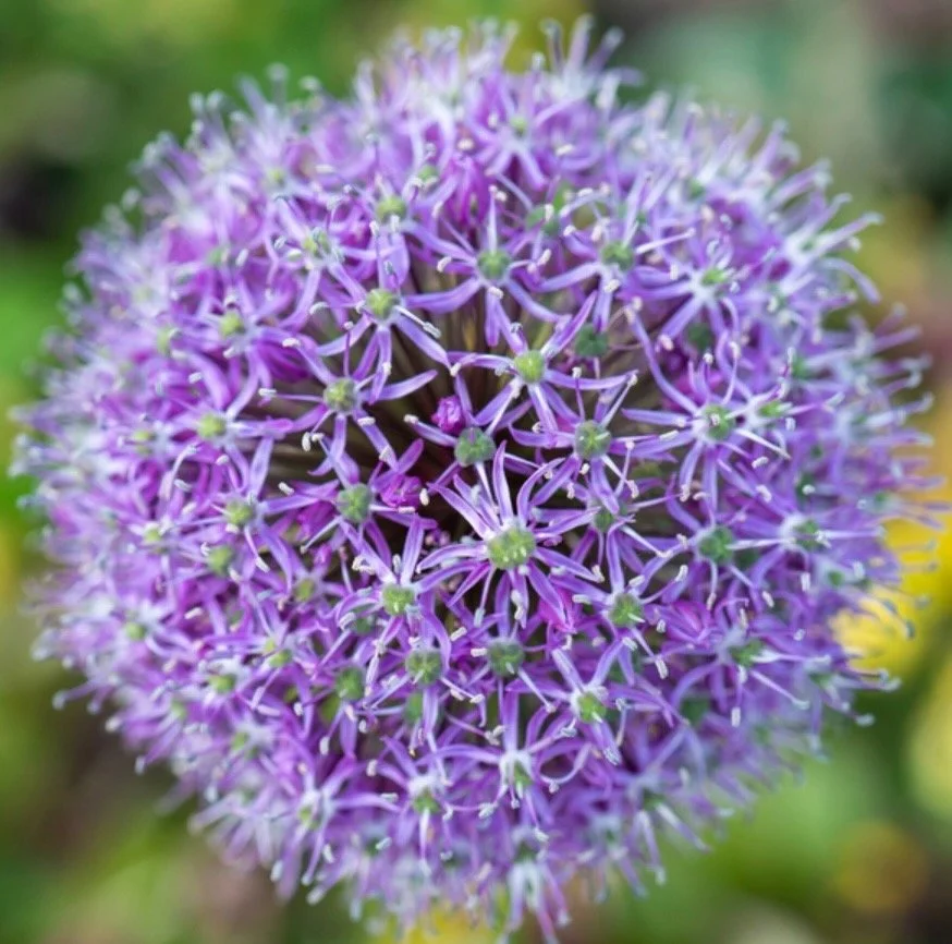 Allium