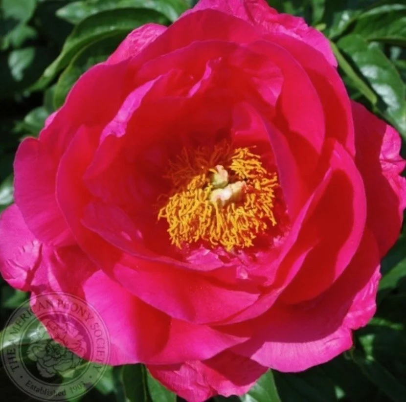 Peony