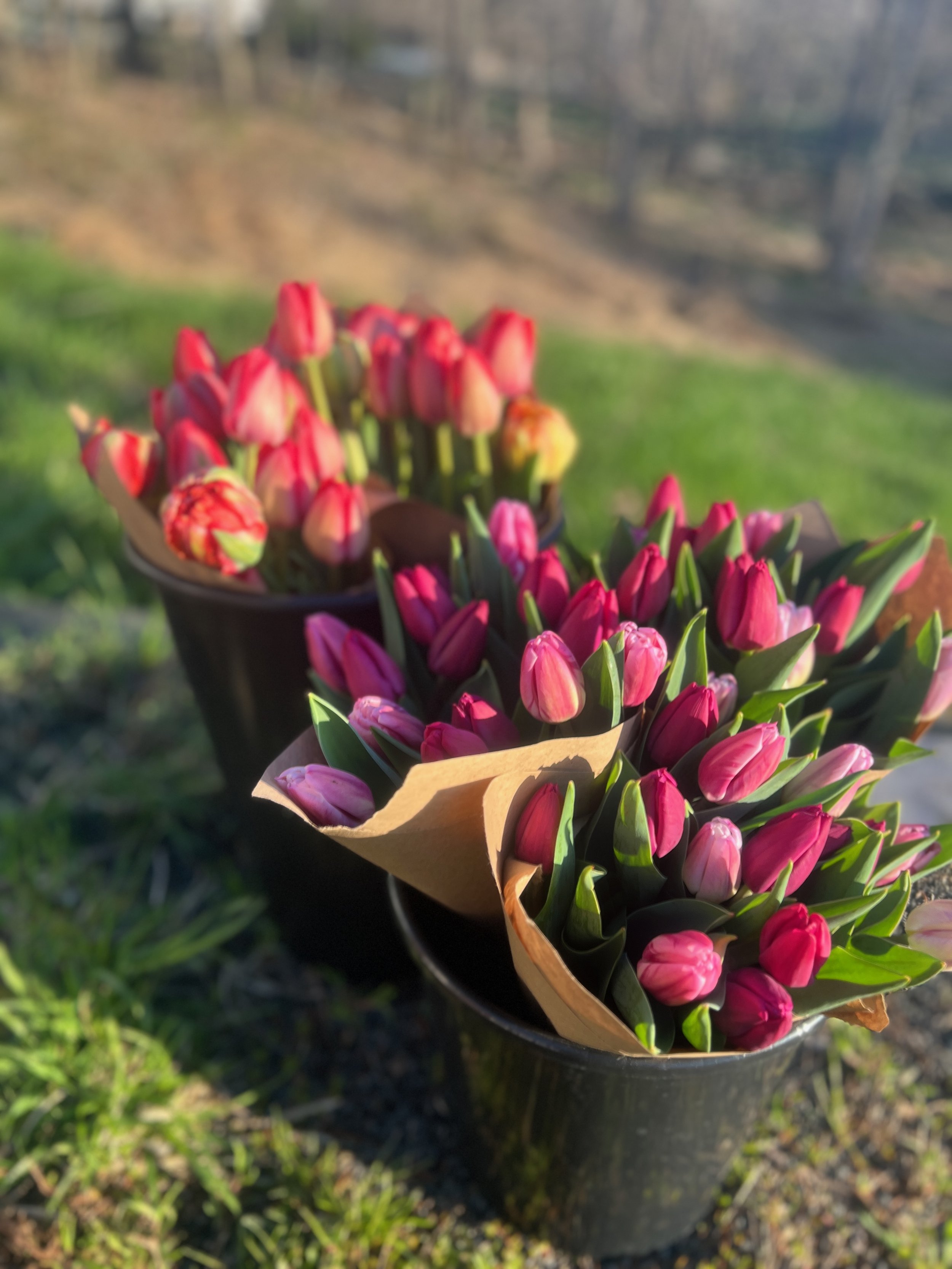 Tulips