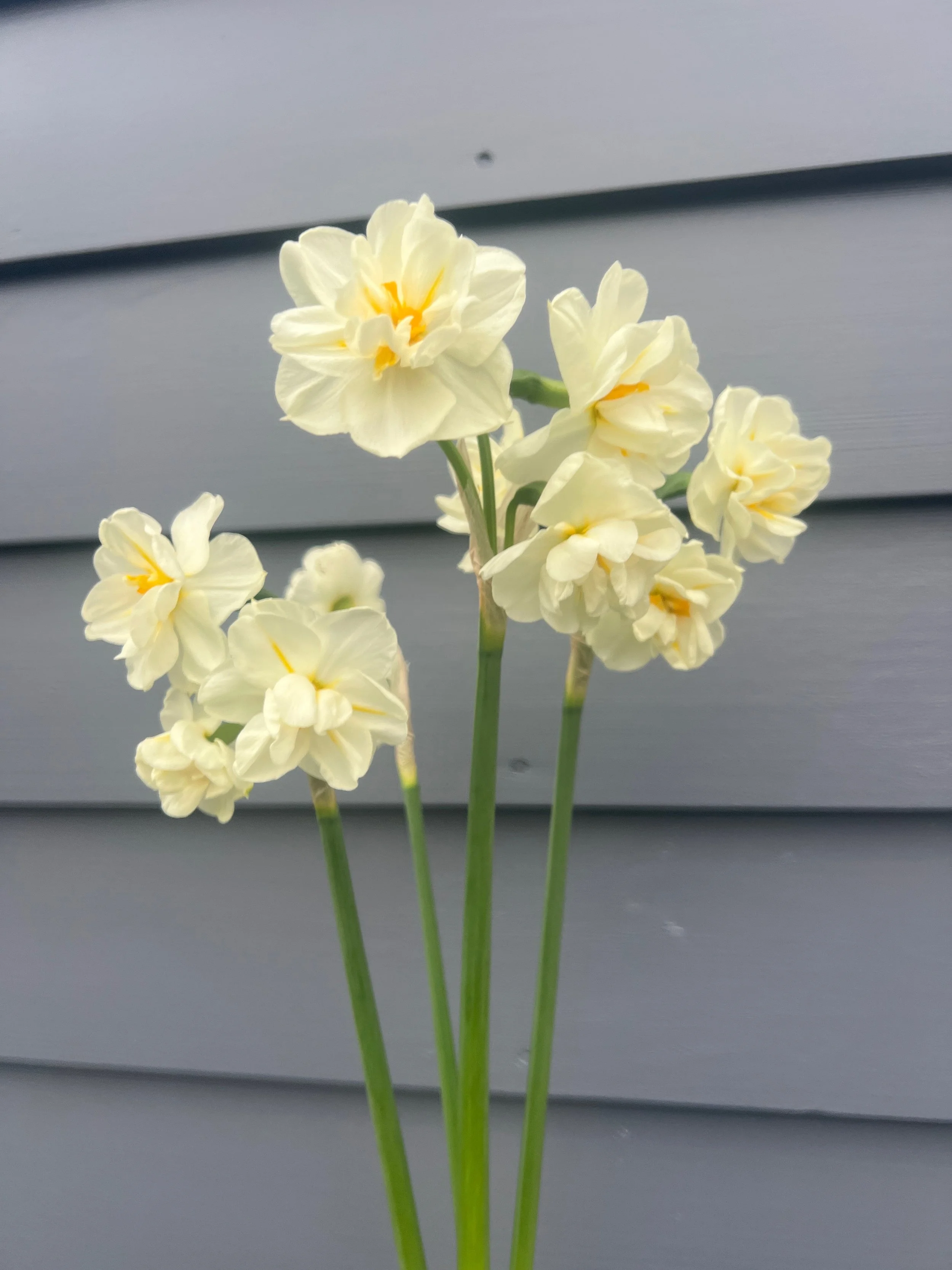 Daffodils