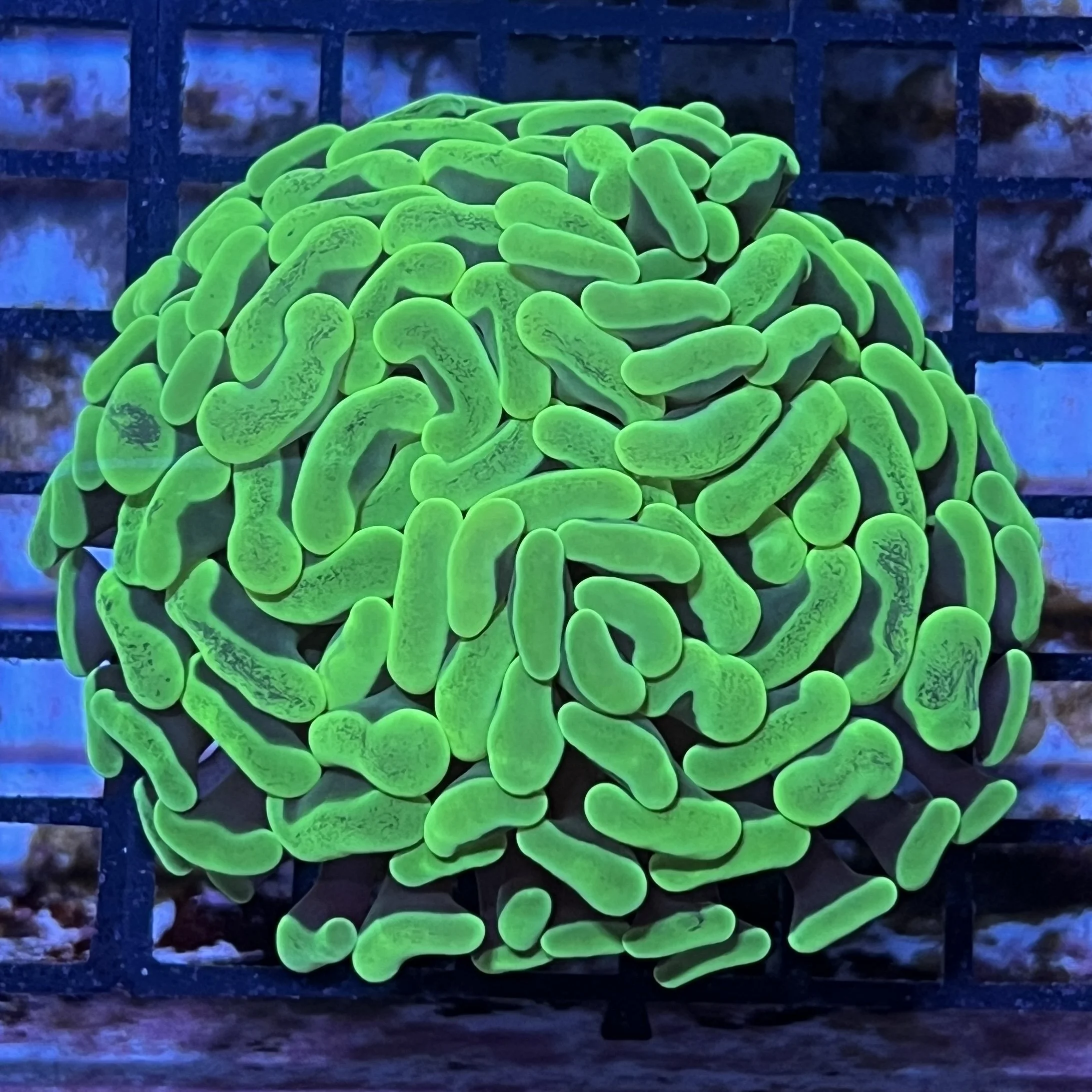 Super Green Branching Hammer