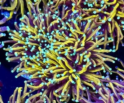 Indo Jester (2 Heads)