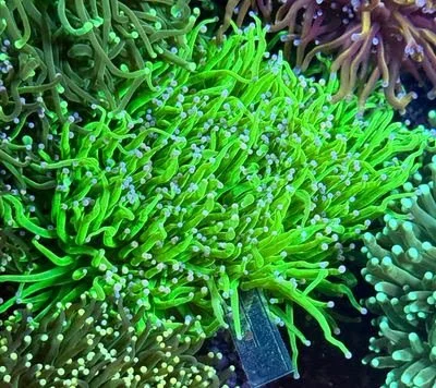 Indo Cotton Candy Colony