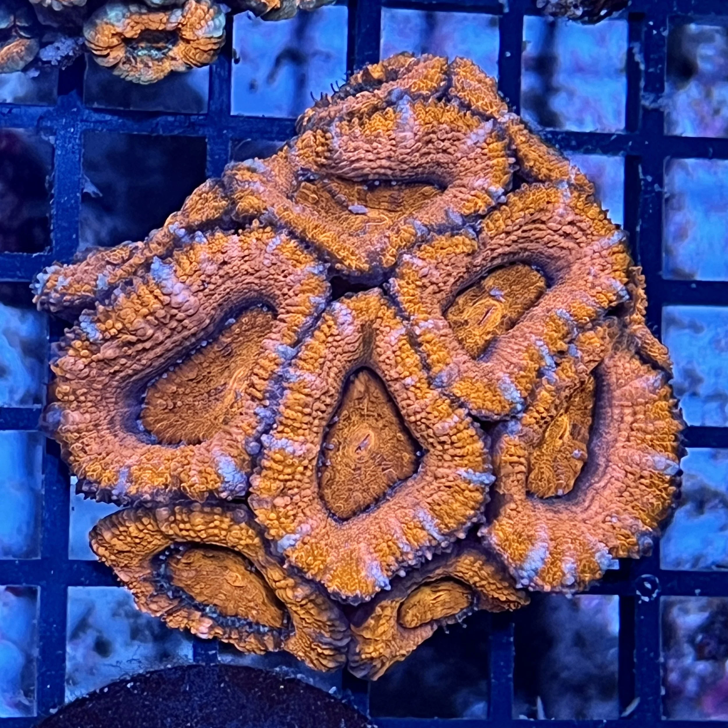 Aussie Acan Lord Mini Colony