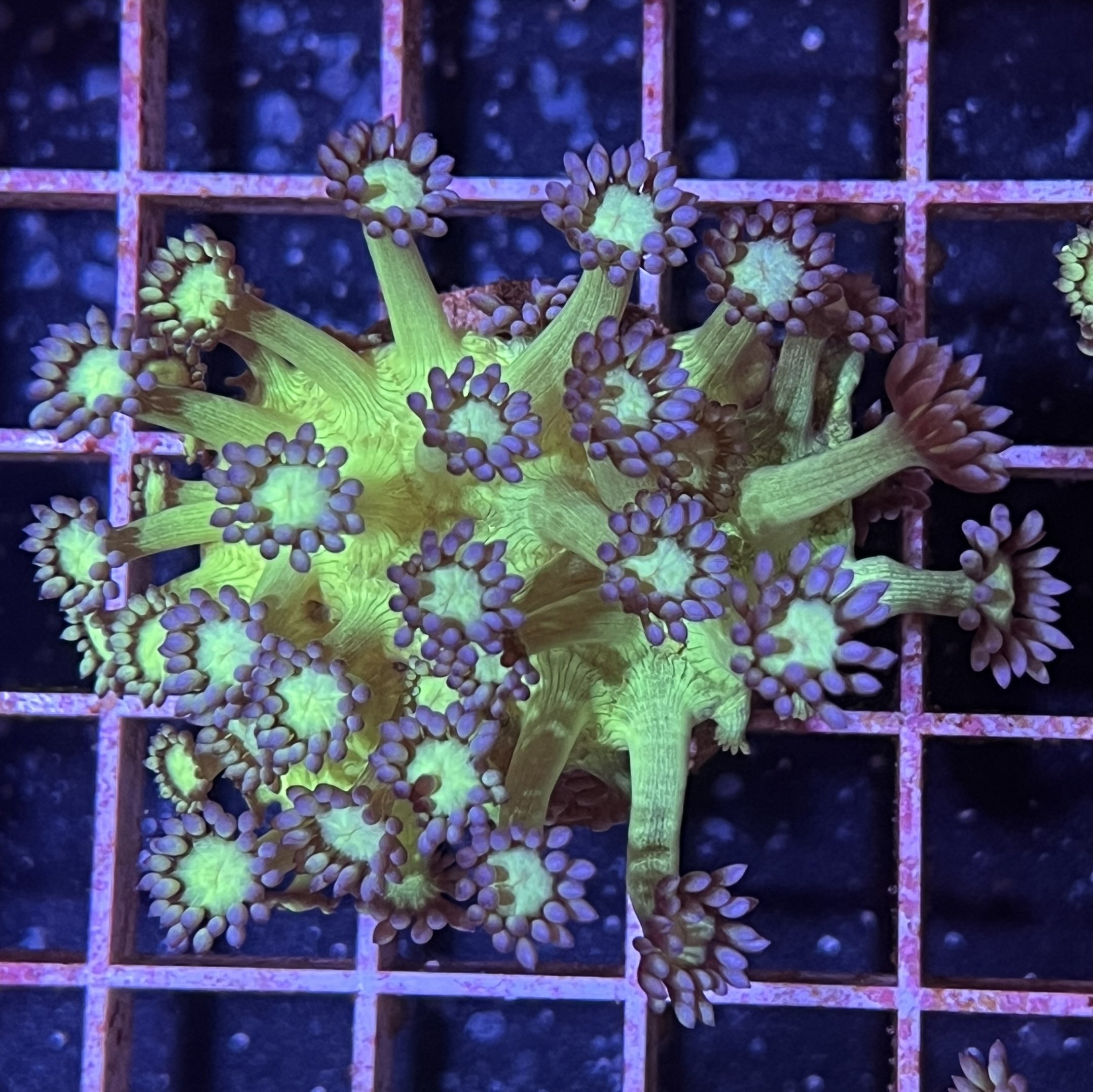 Toxic Green Goni