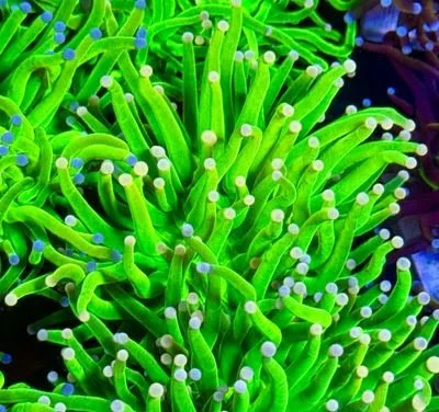 Malaysian Cotton Candy Grail