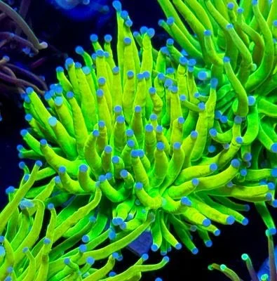 Malaysian Grail S15.jpeg