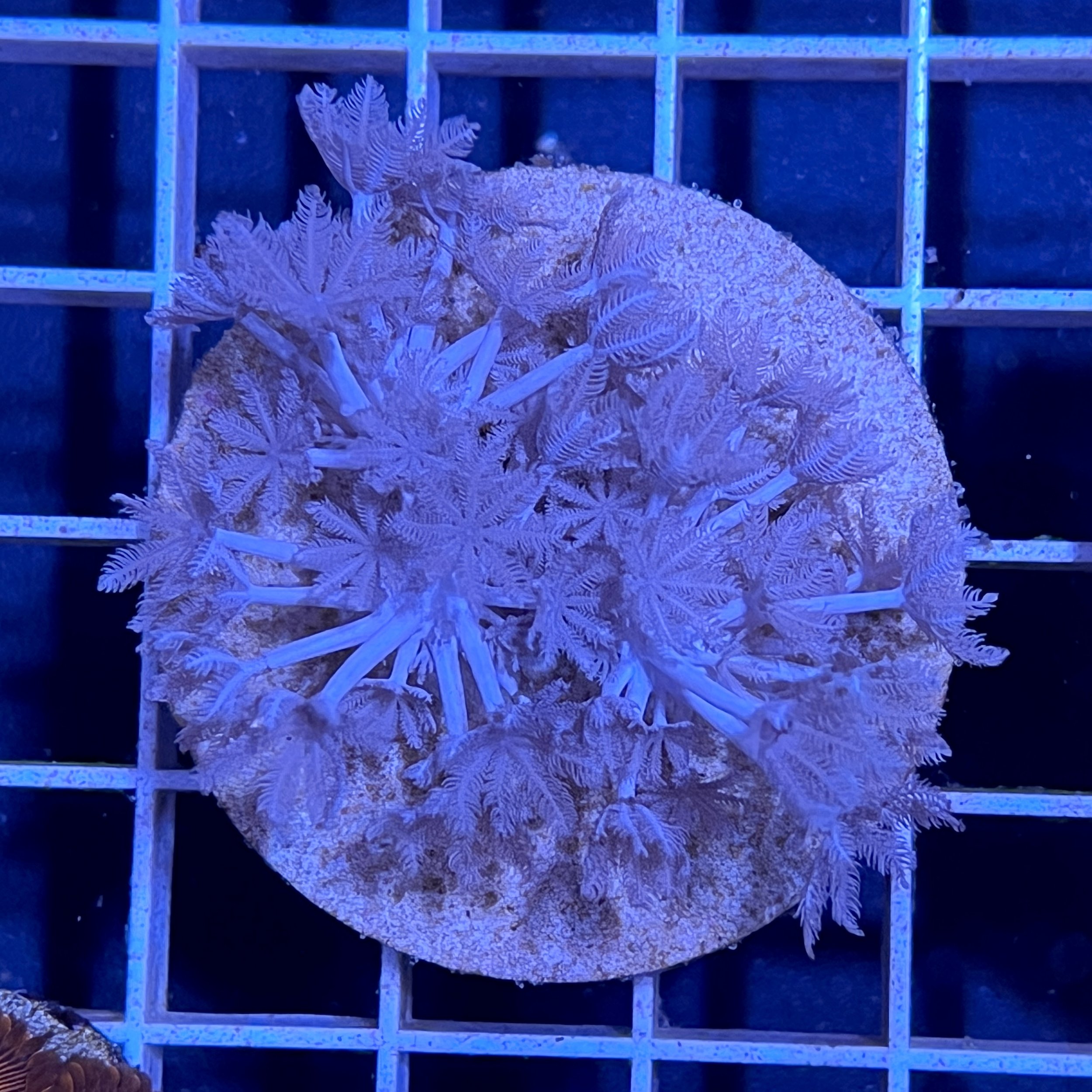 Pulsing Xenia