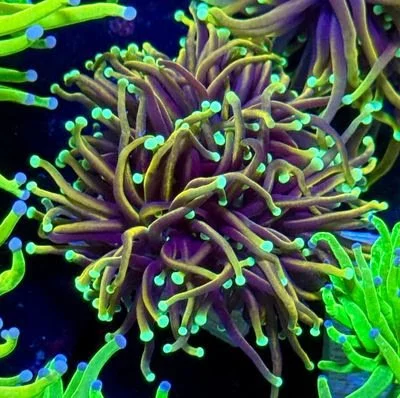 Indo Orange Peel 26.jpeg