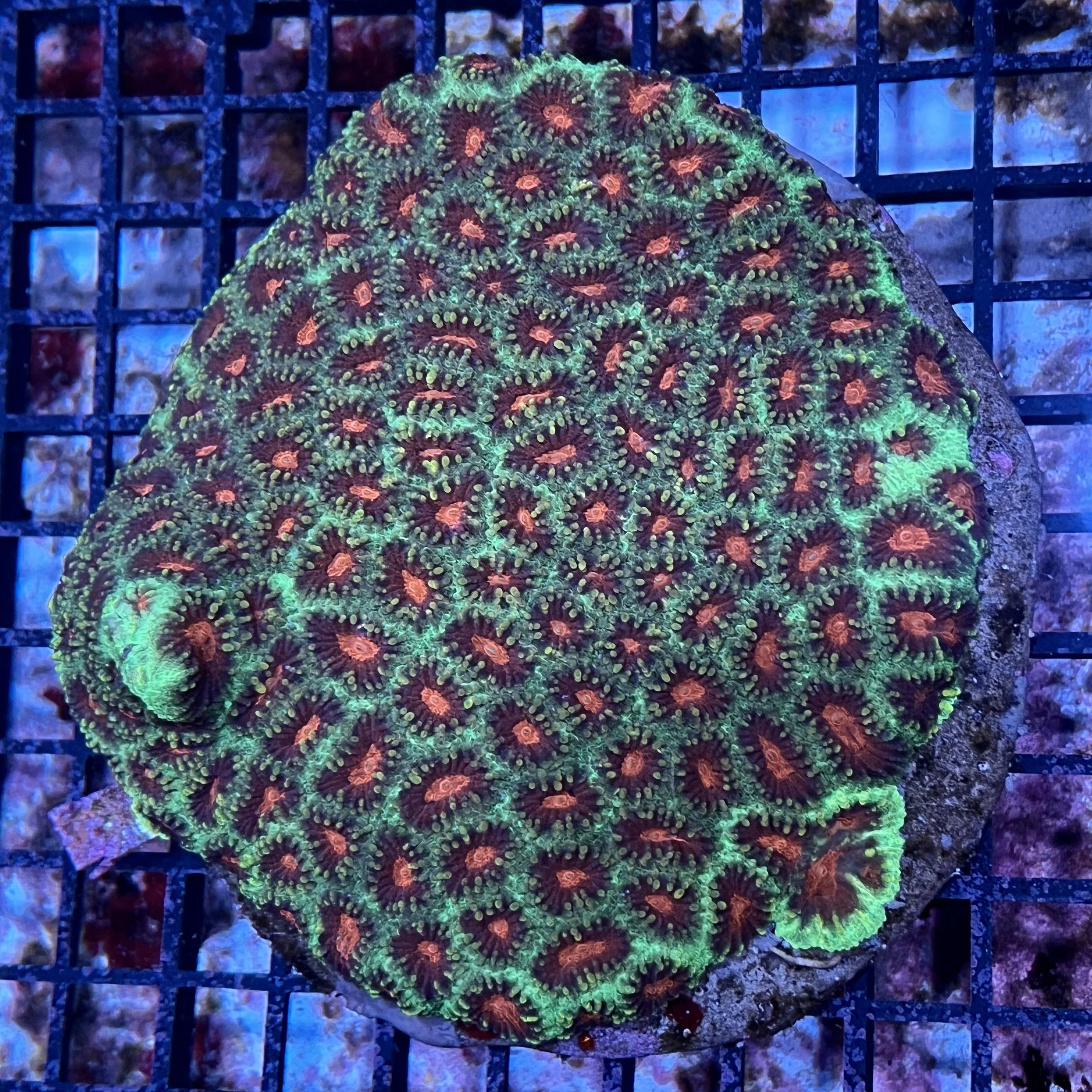 XL Premium Favia Colony