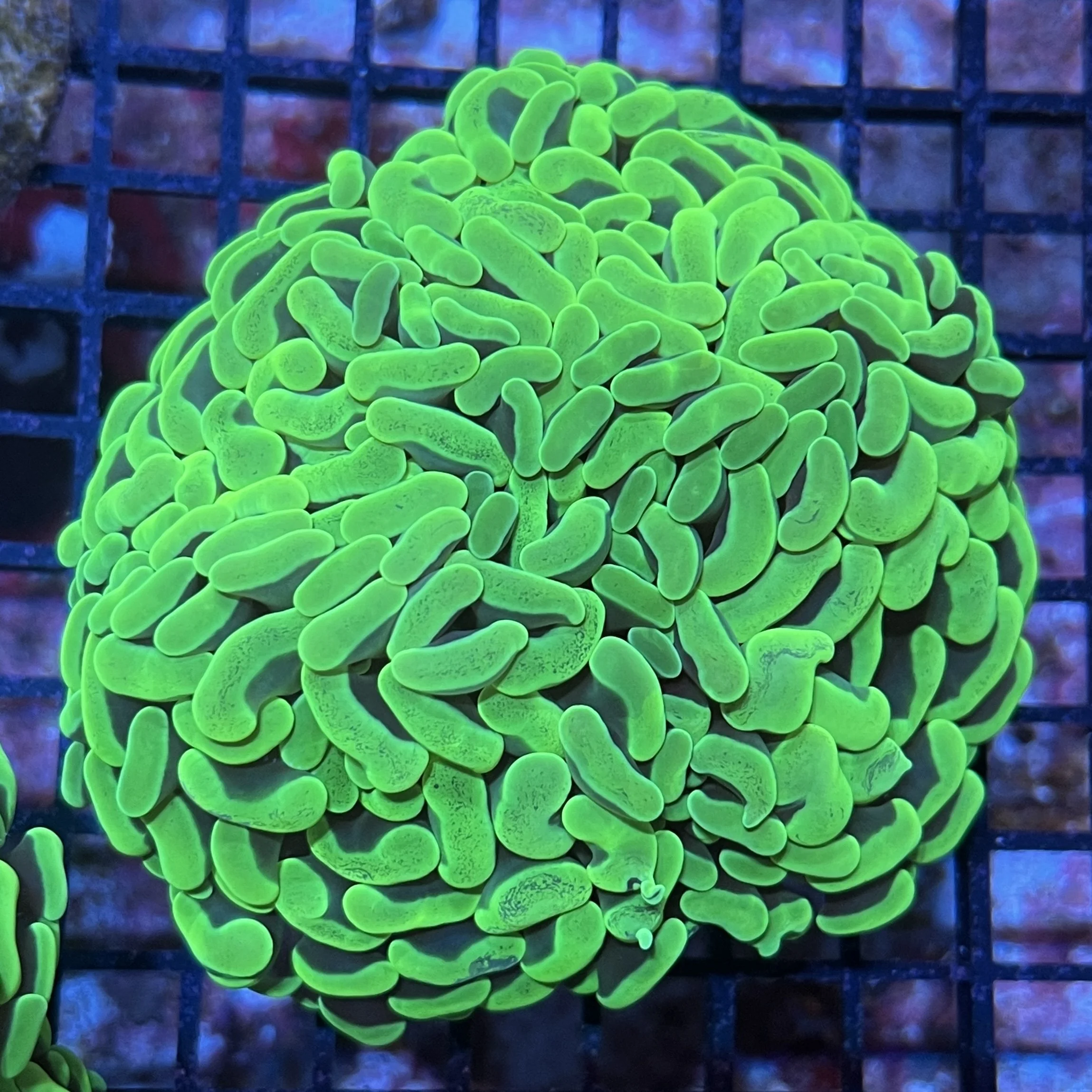 Super Green Branching Hammer