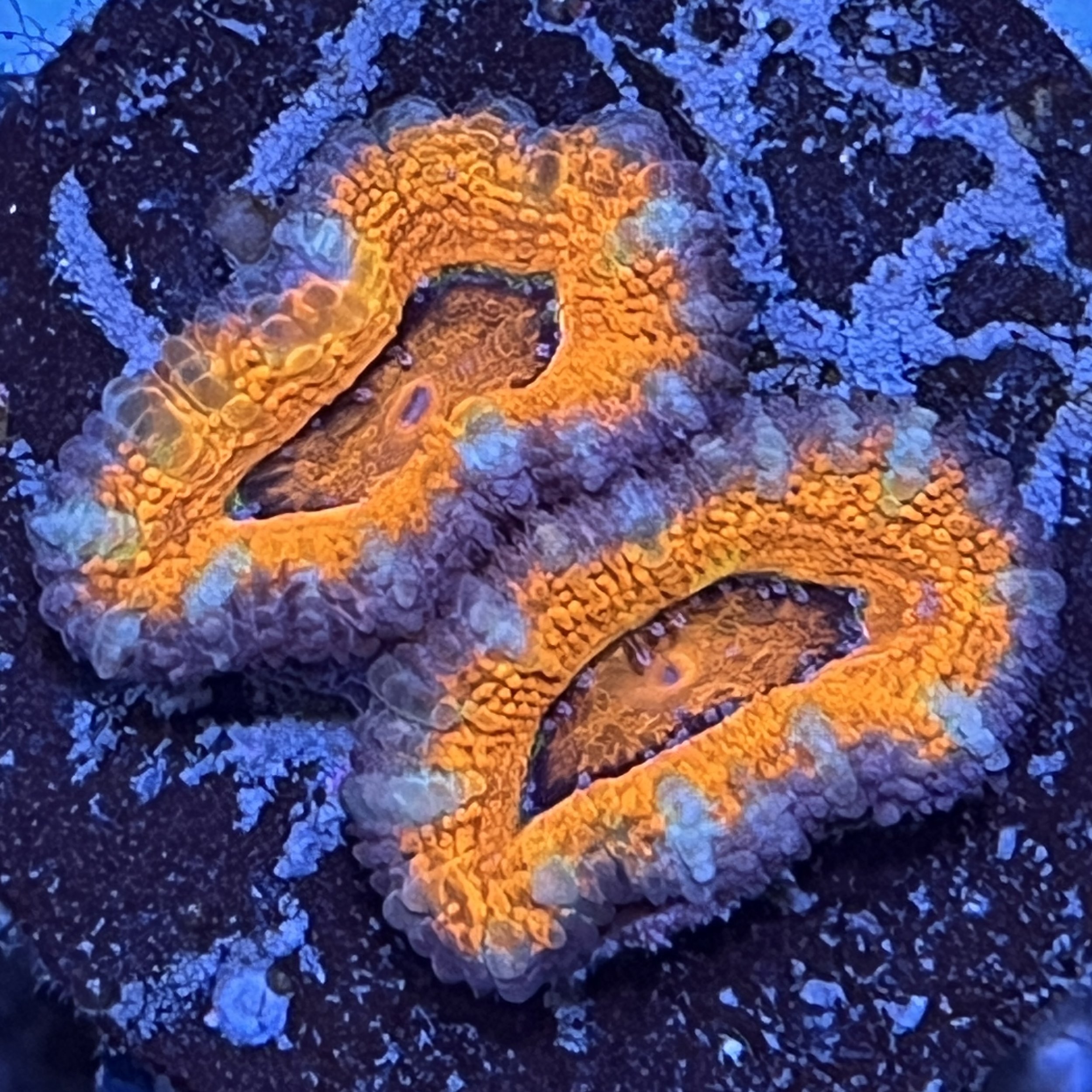 Ultra Acan Lord