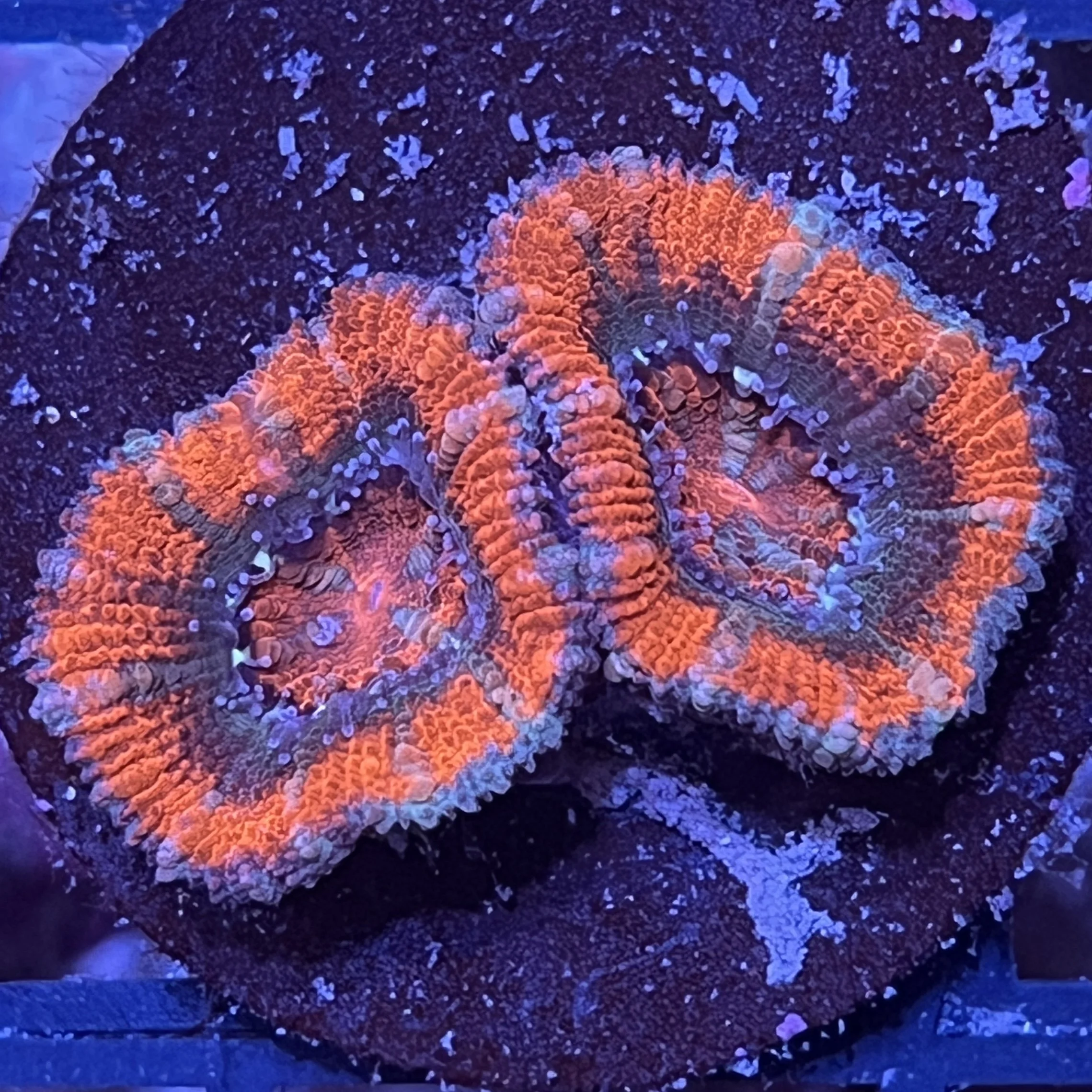 Rainbow Acan Lord