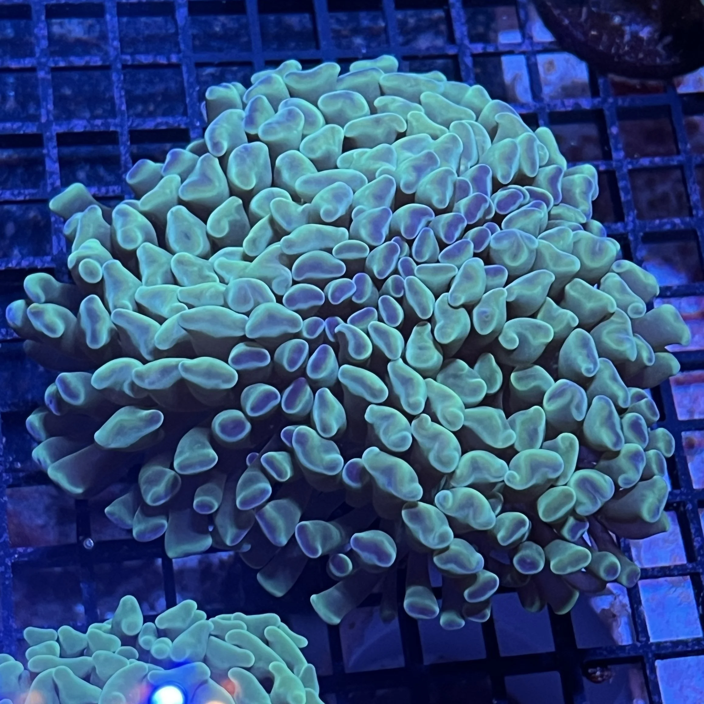 Green Branching Hammer