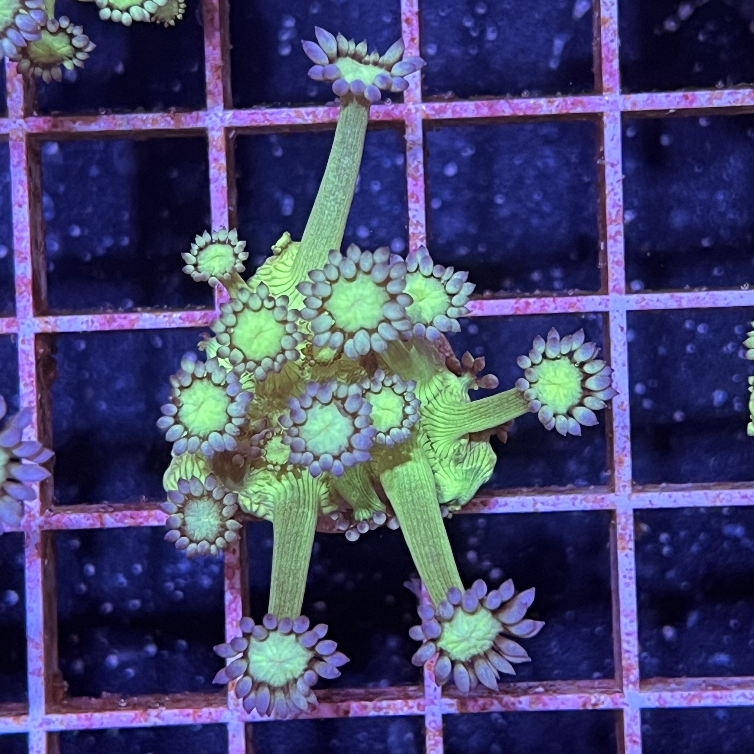 Toxic Green Goni