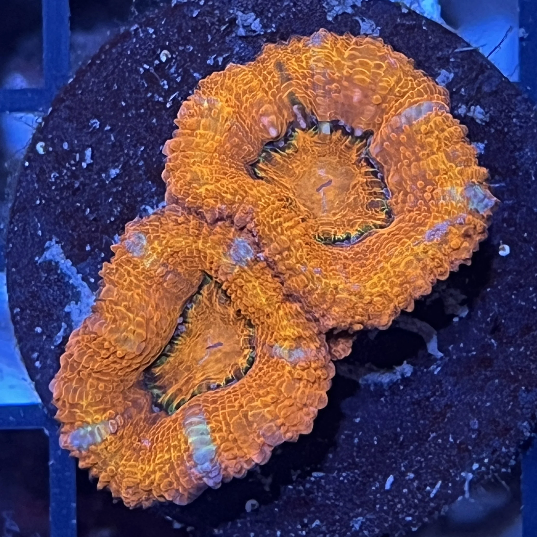 Ultra Acan Lord
