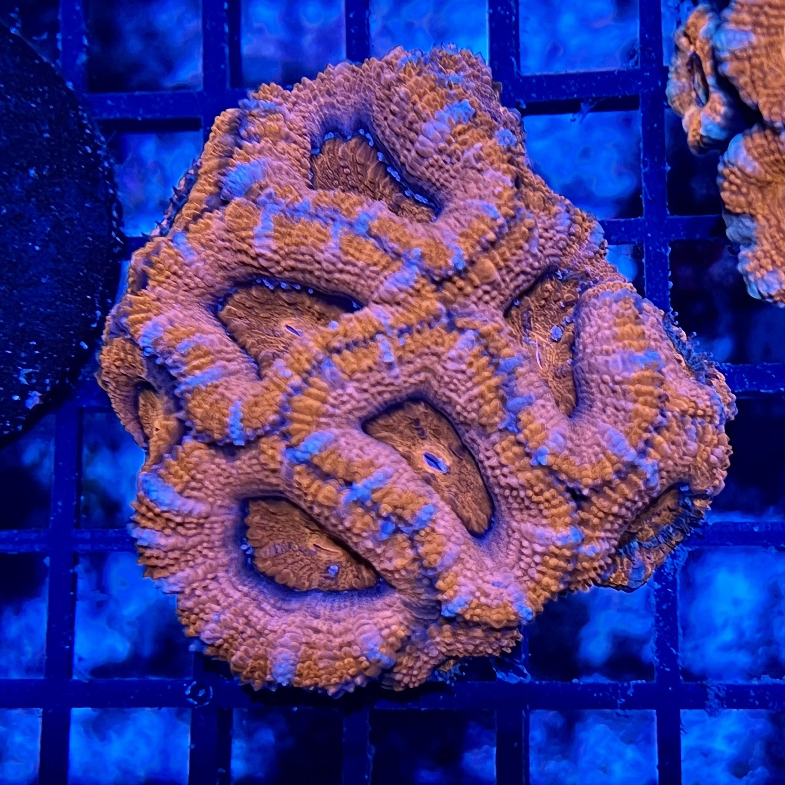 Aussie Acan Lord Mini Colony