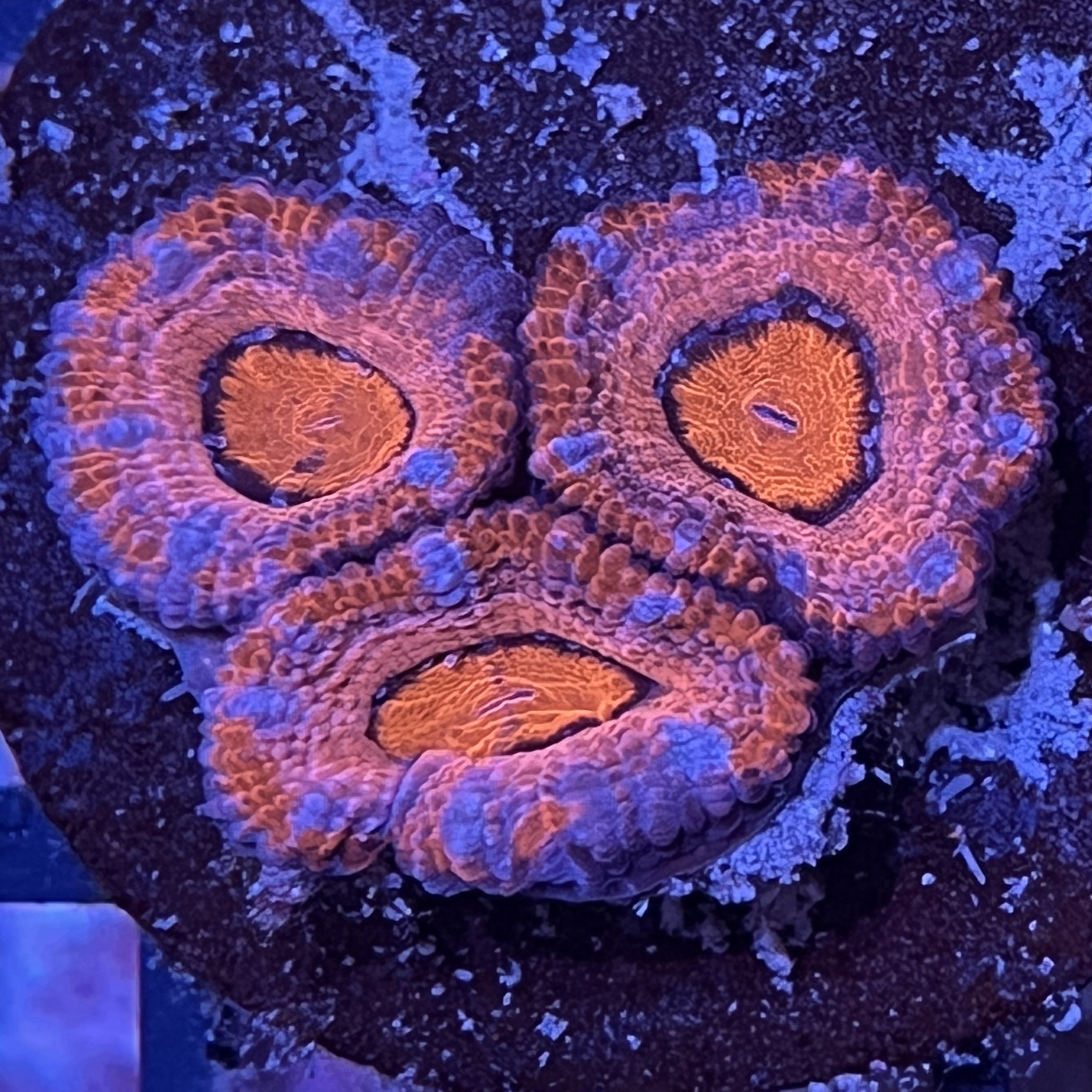 Rainbow Acan Lord