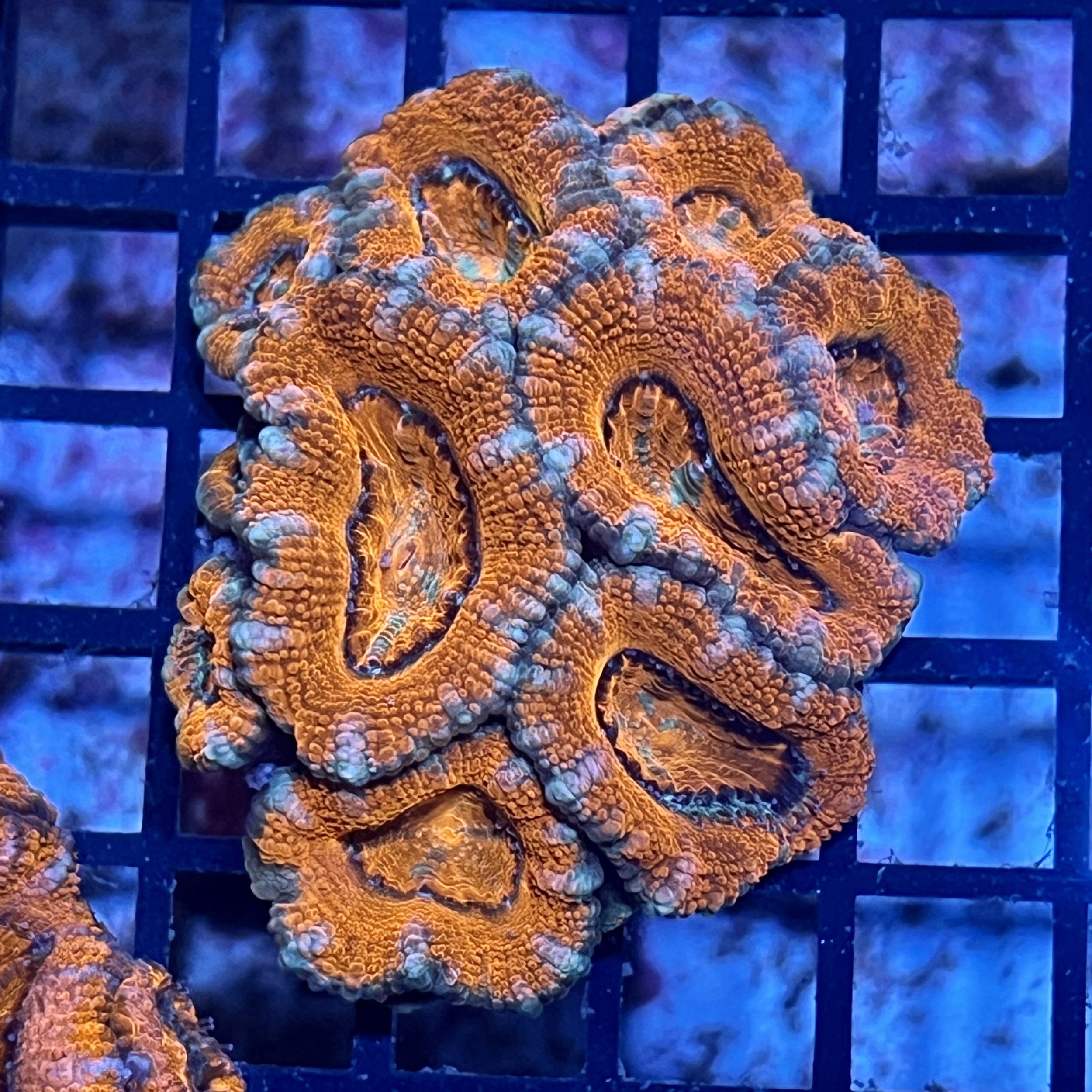 Aussie Acan Lord Mini Colony